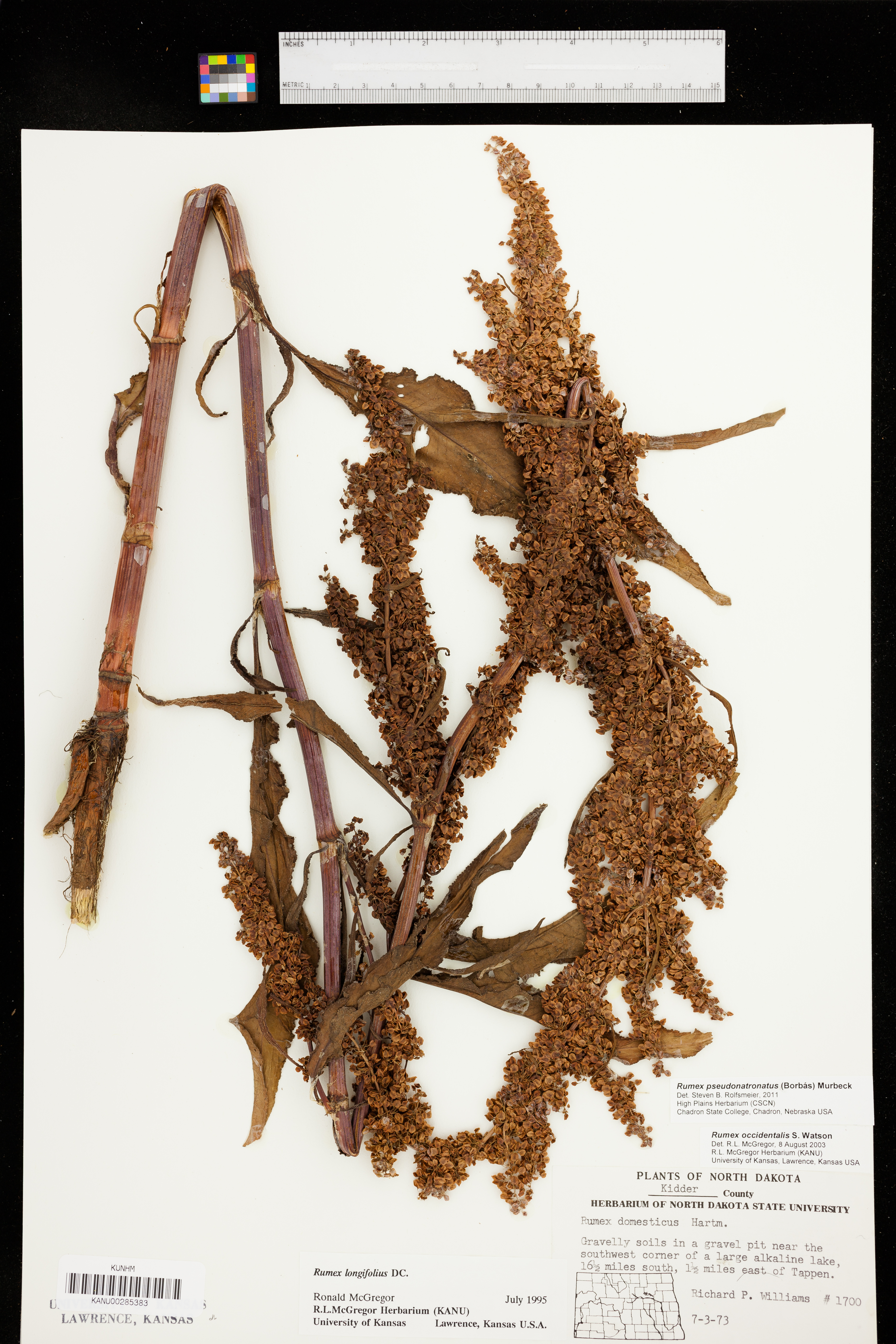 Rumex pseudonatronatus image