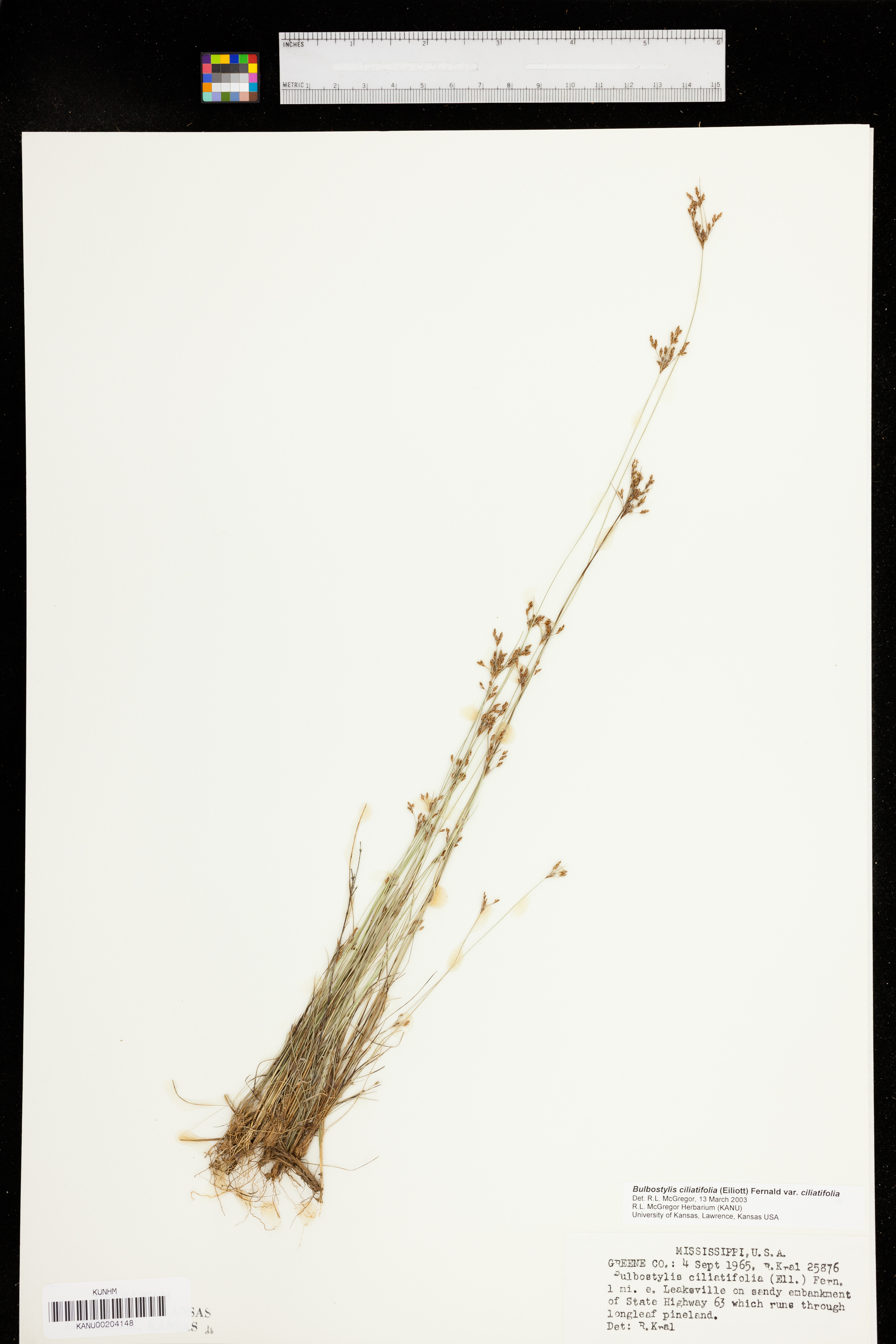 Bulbostylis ciliatifolia var. ciliatifolia image