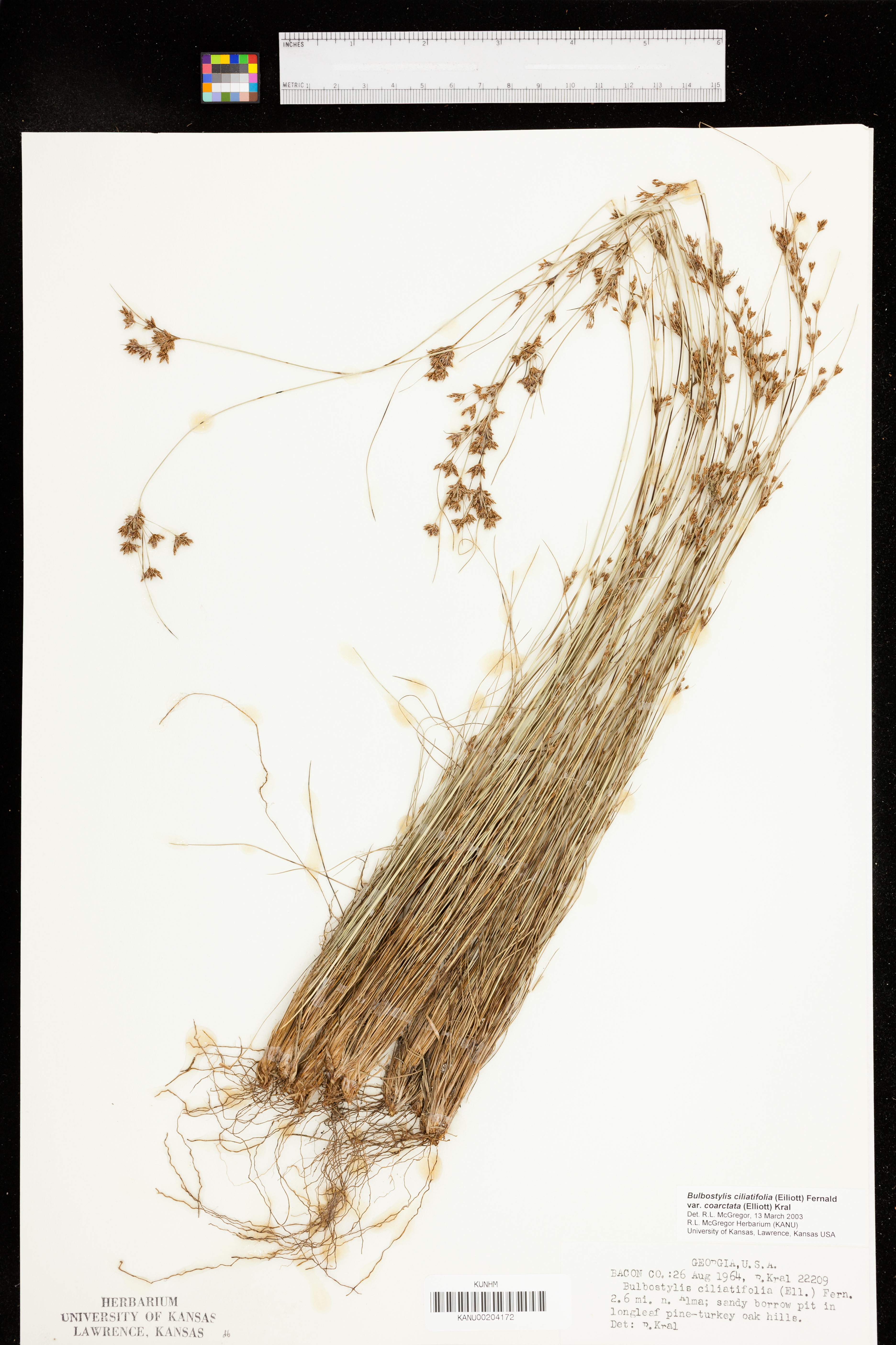 Bulbostylis ciliatifolia var. coarctata image