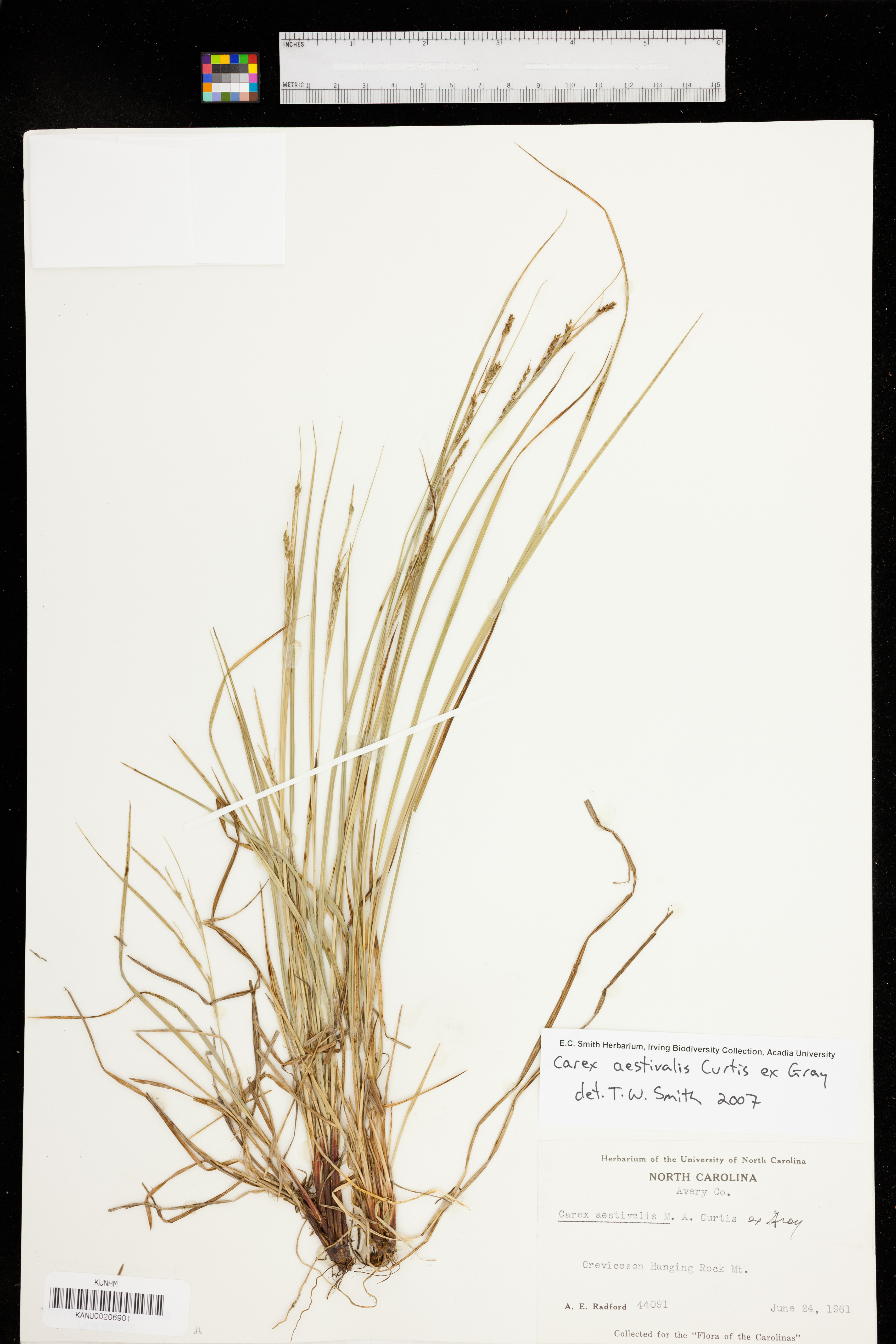 Carex aestivalis image