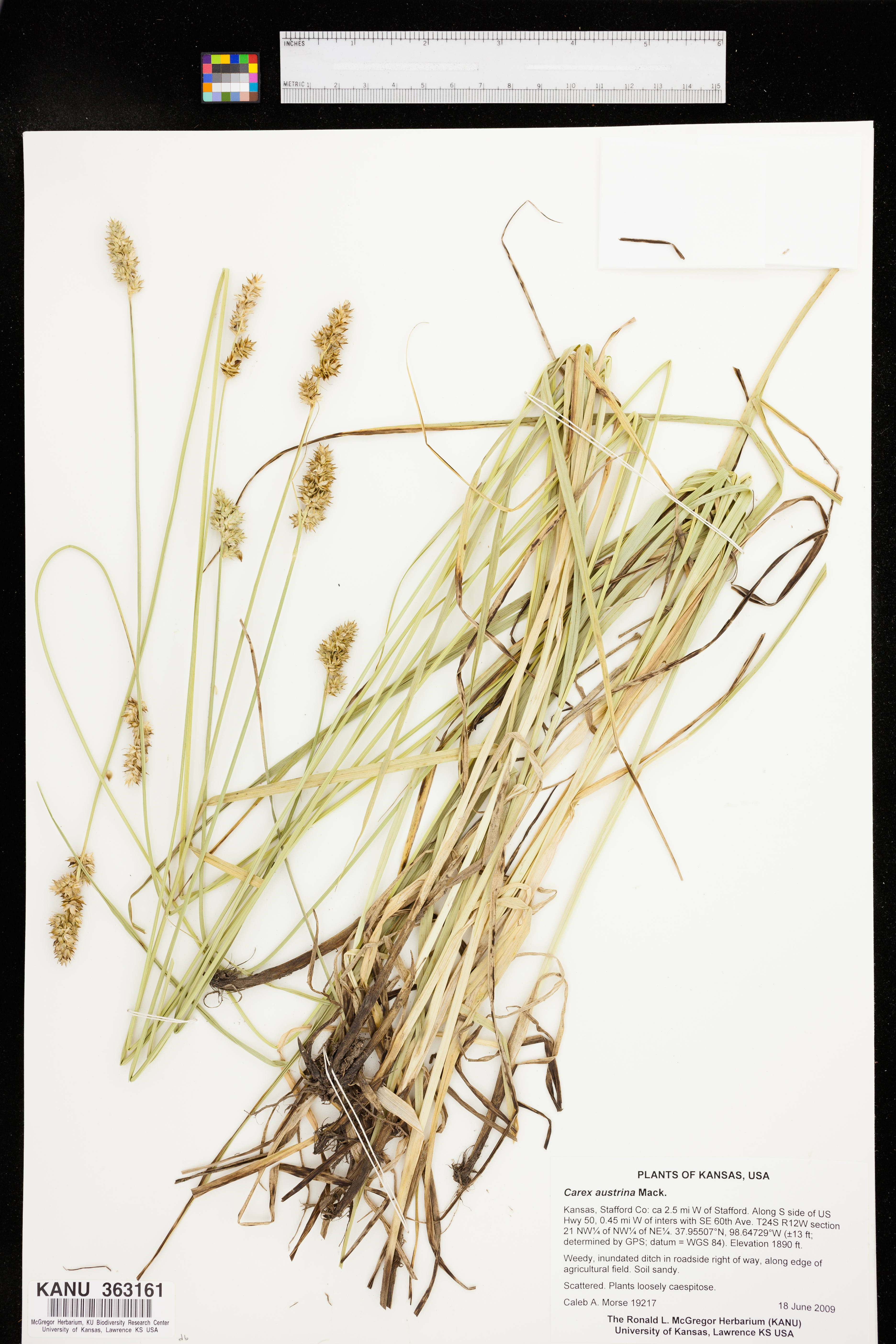 Carex austrina image