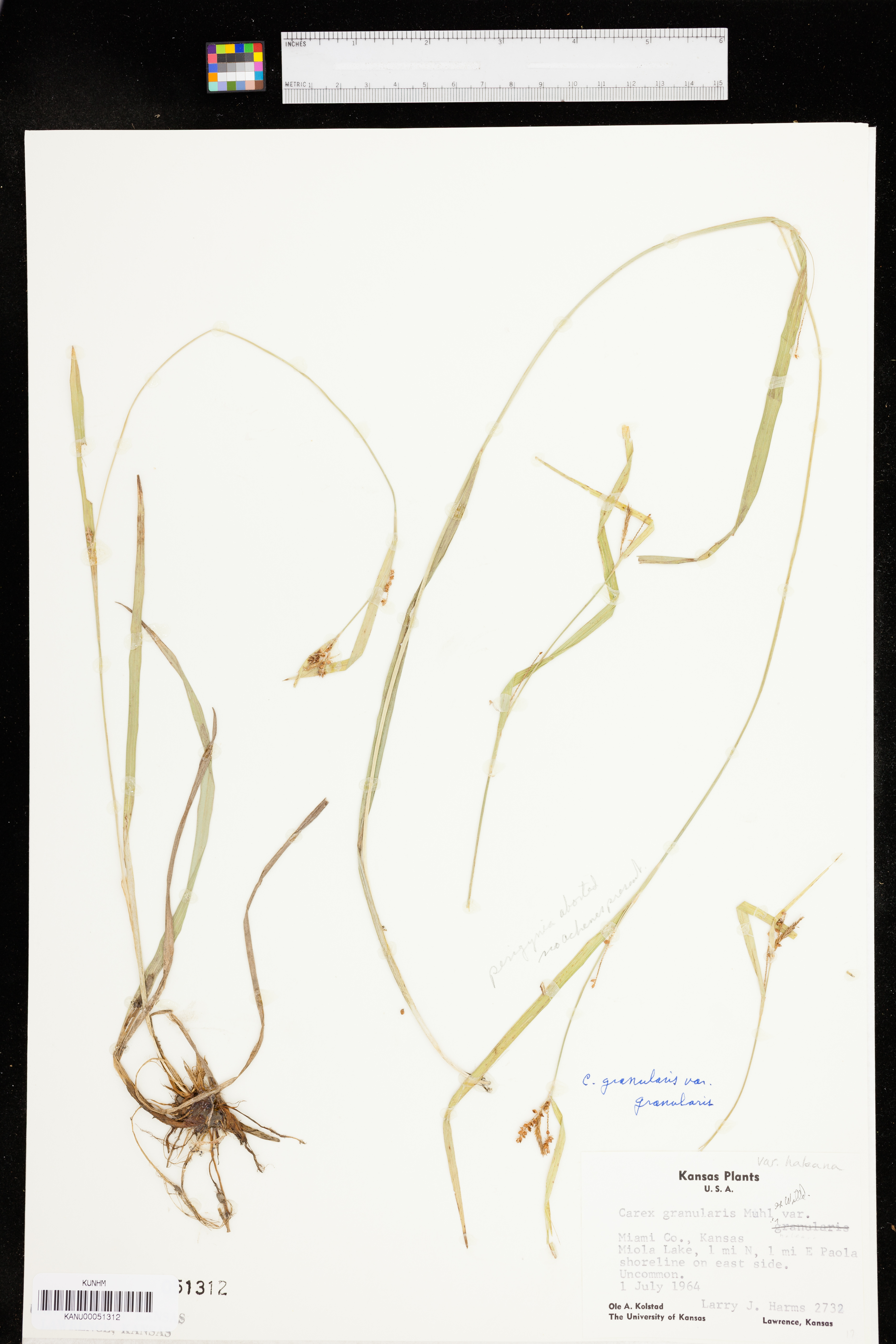 Carex granularis var. granularis image