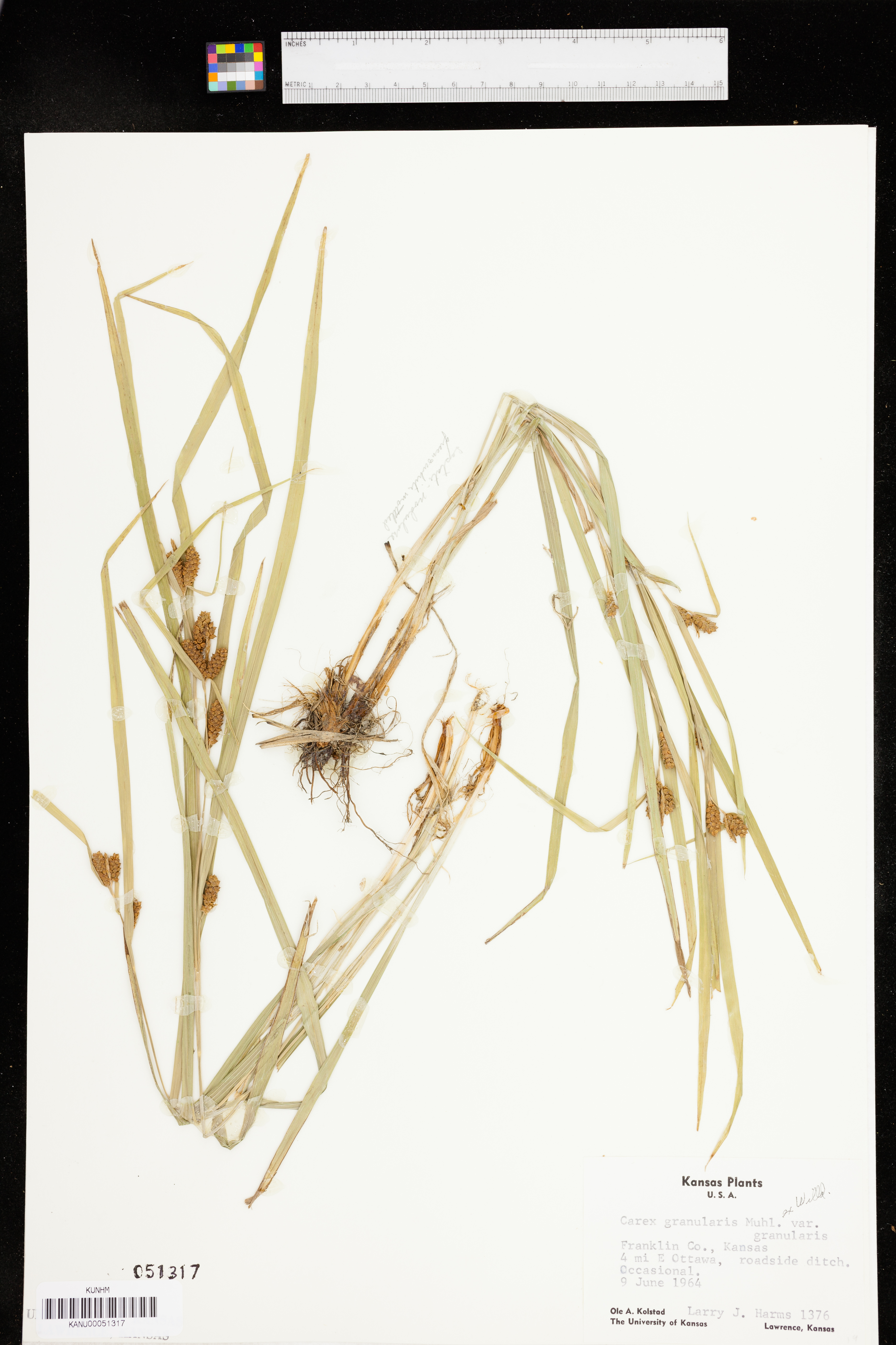 Carex granularis var. granularis image