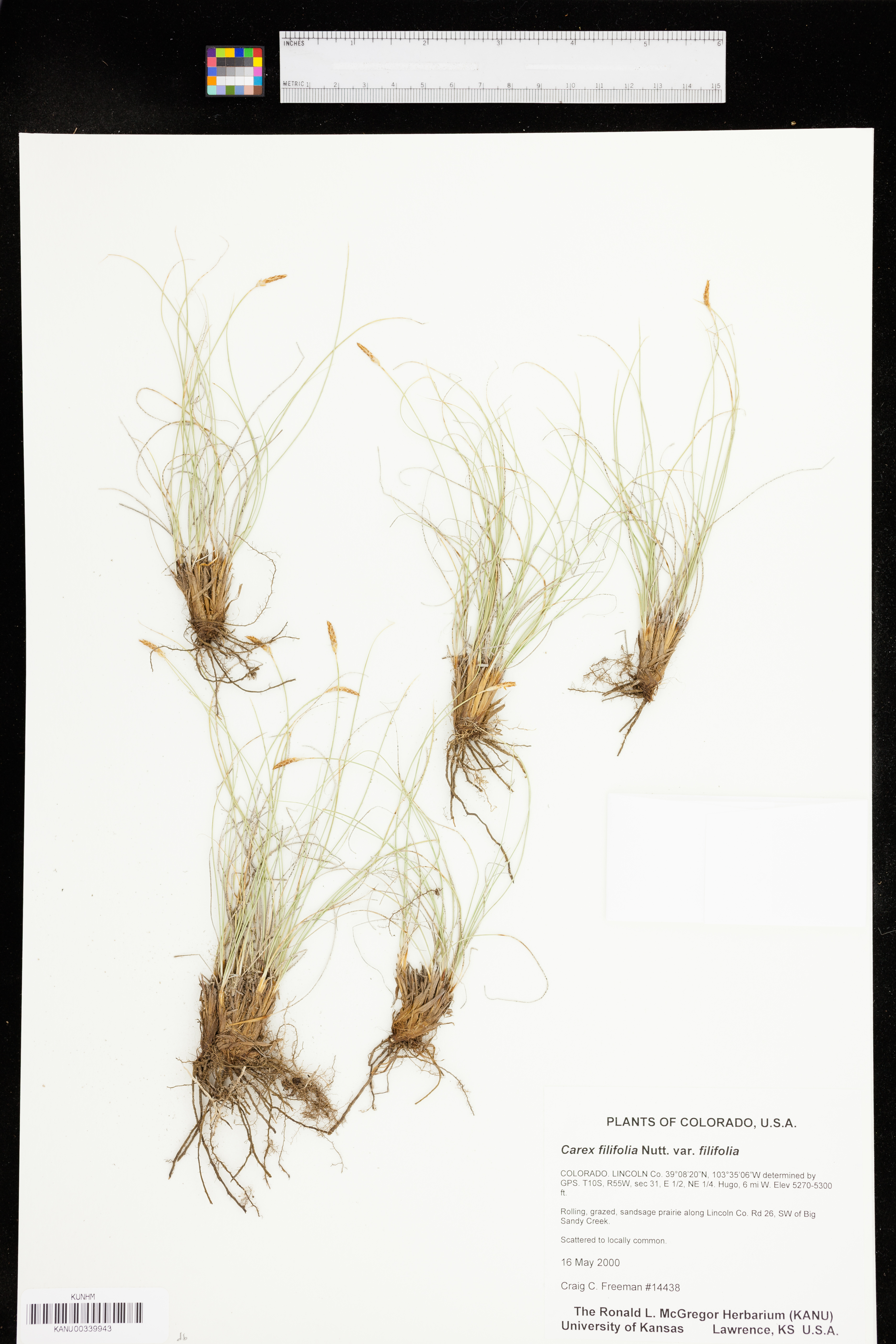 Carex filifolia var. filifolia image