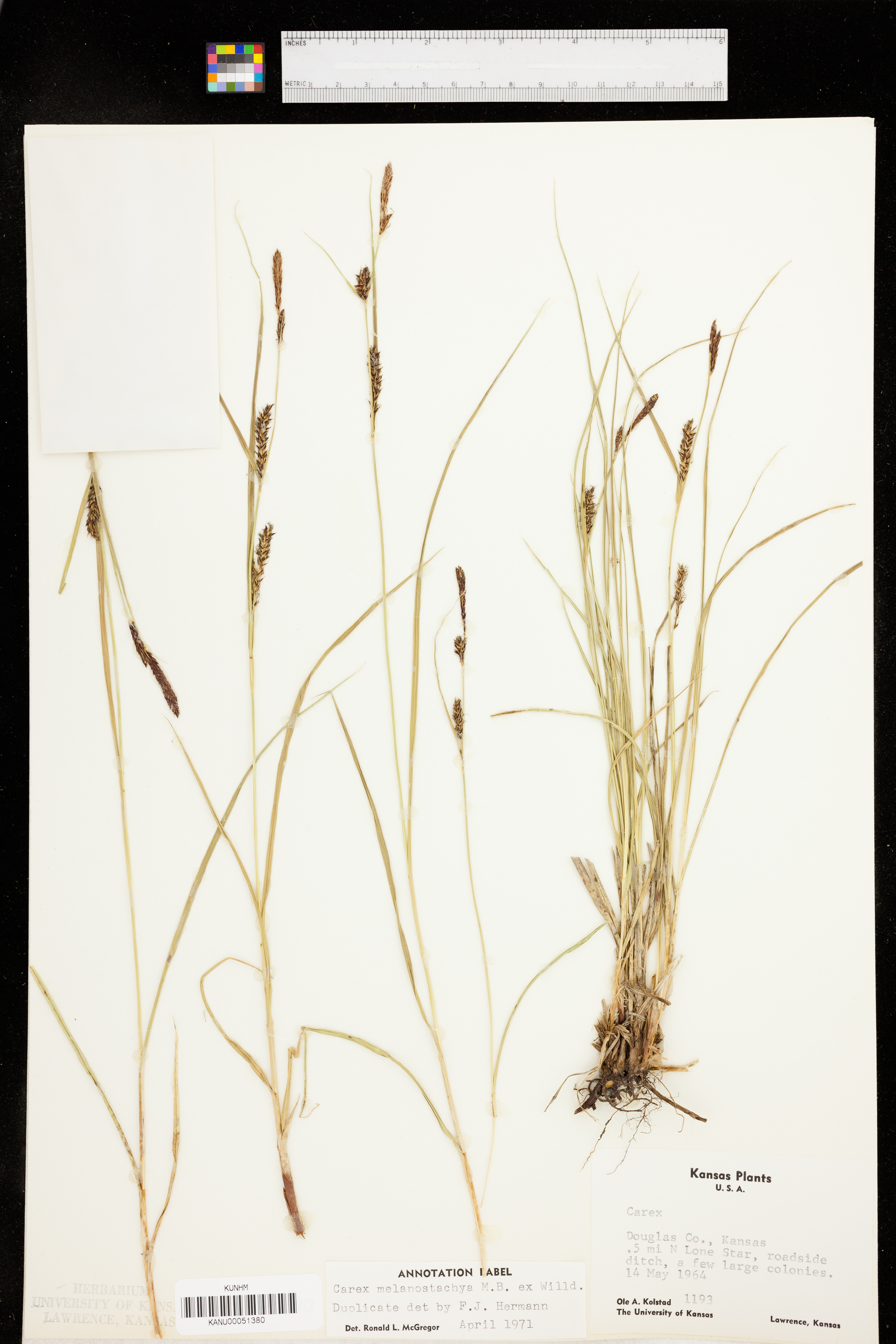 Carex melanostachya image