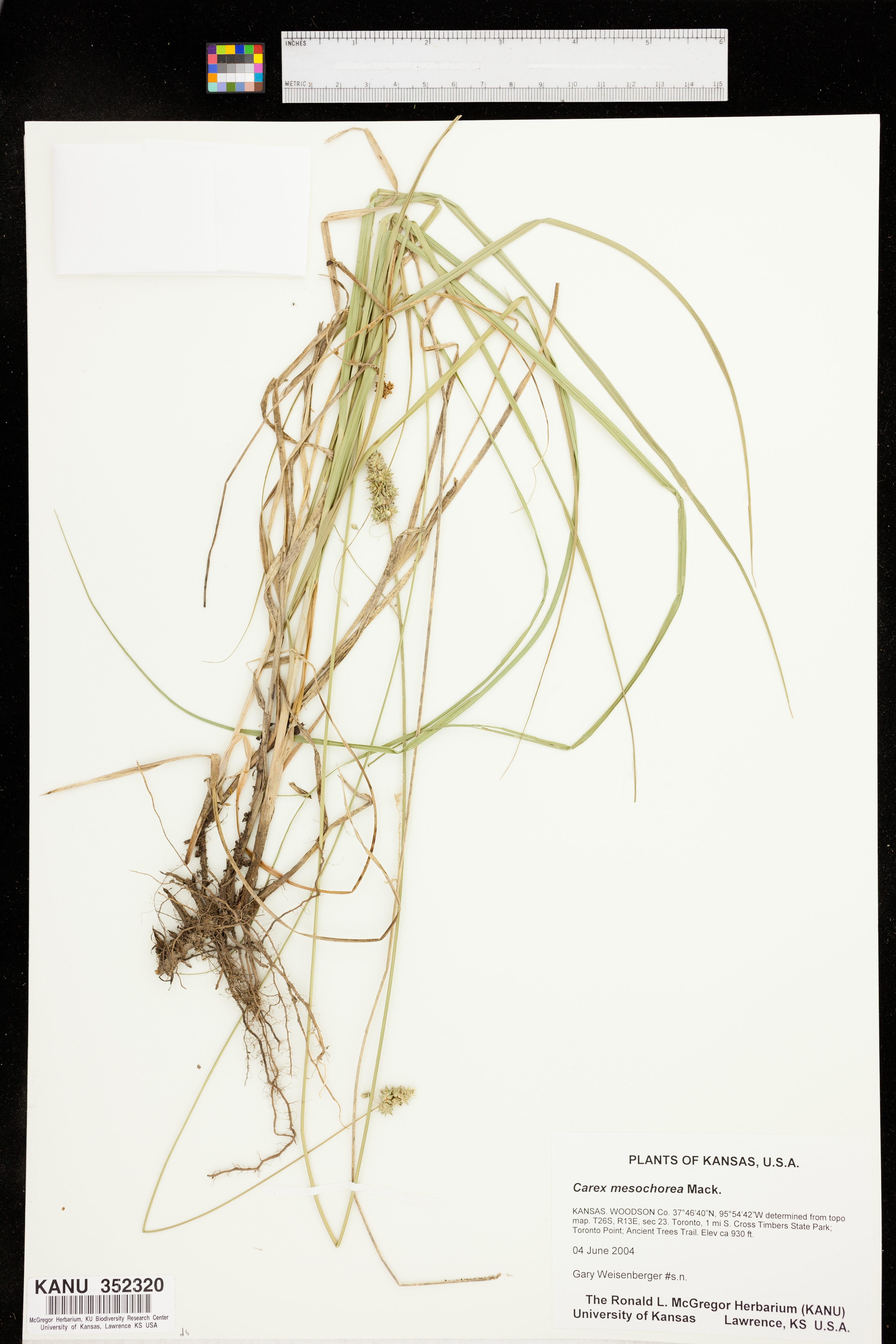 Carex mesochorea image