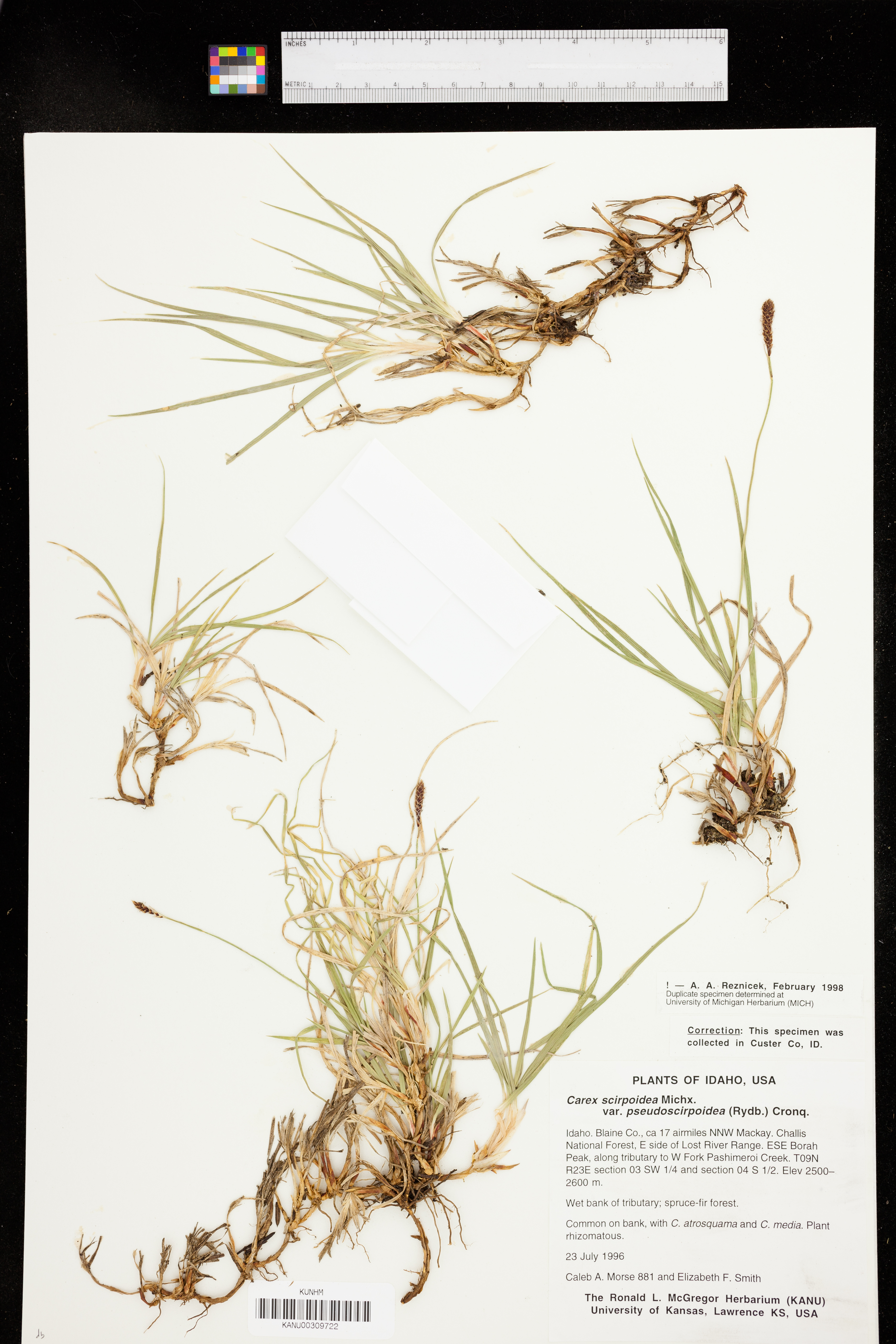 Carex pseudoscirpoidea image