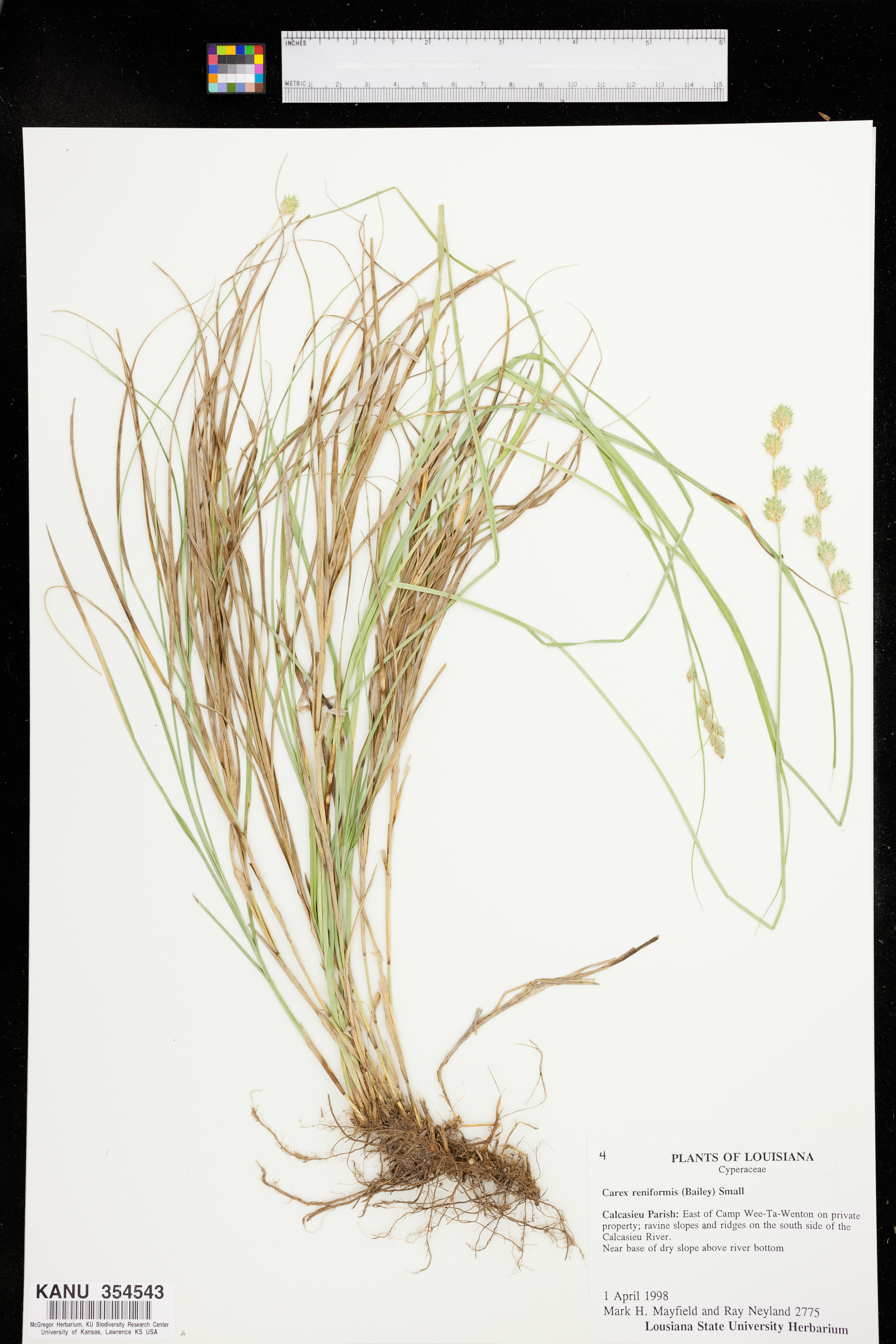 Carex reniformis image