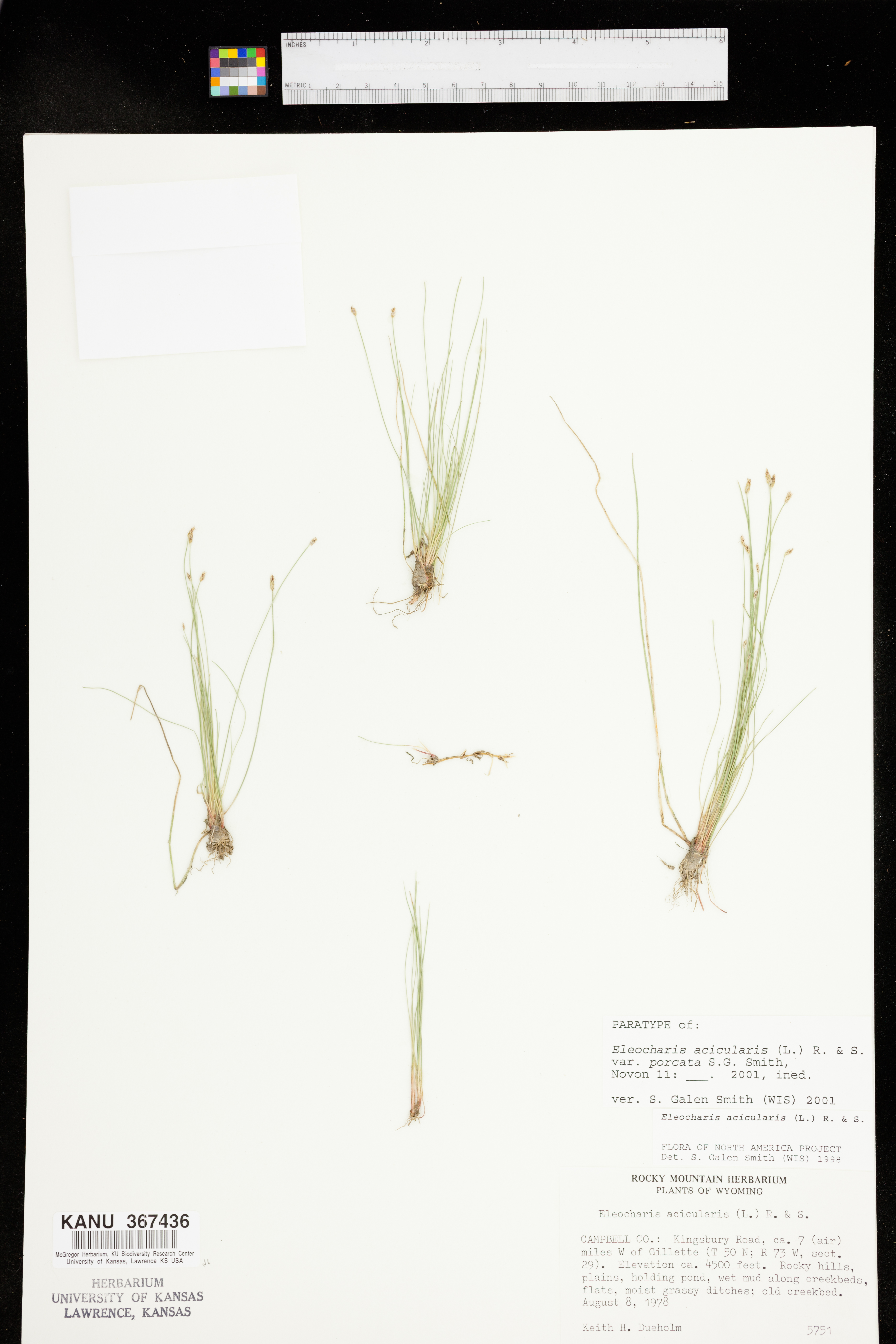 Eleocharis acicularis var. porcata image