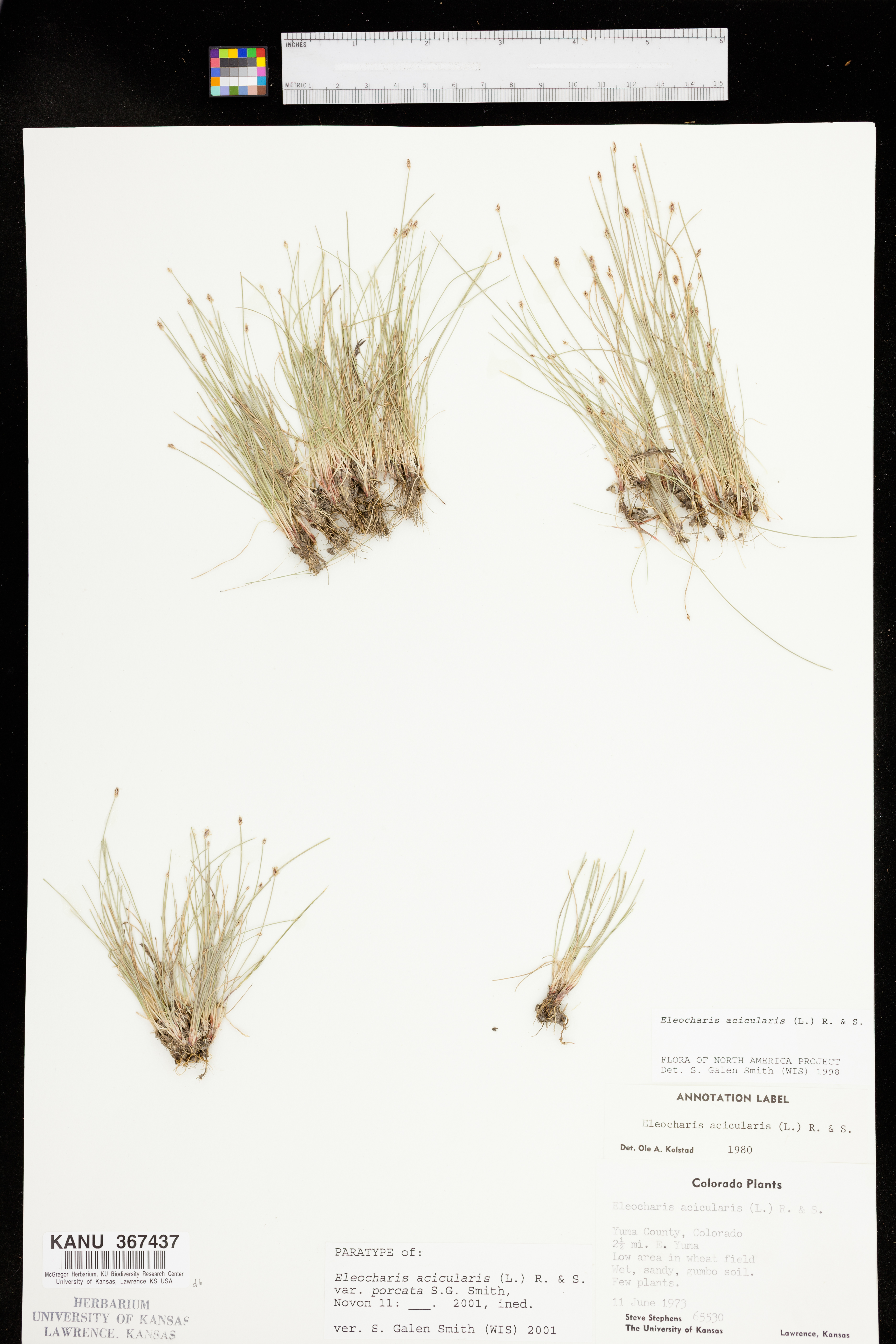 Eleocharis acicularis var. porcata image