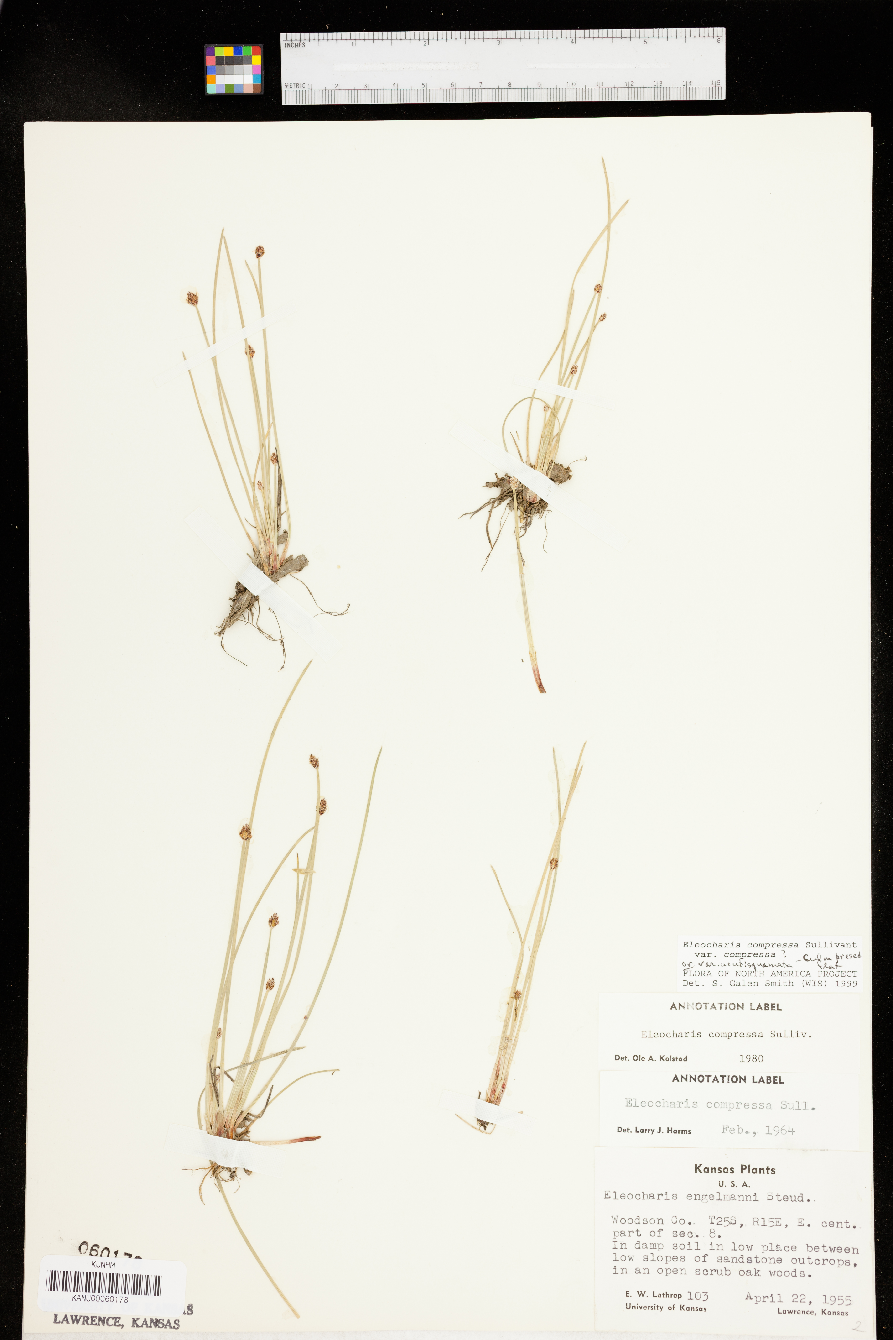 Eleocharis compressa var. compressa image