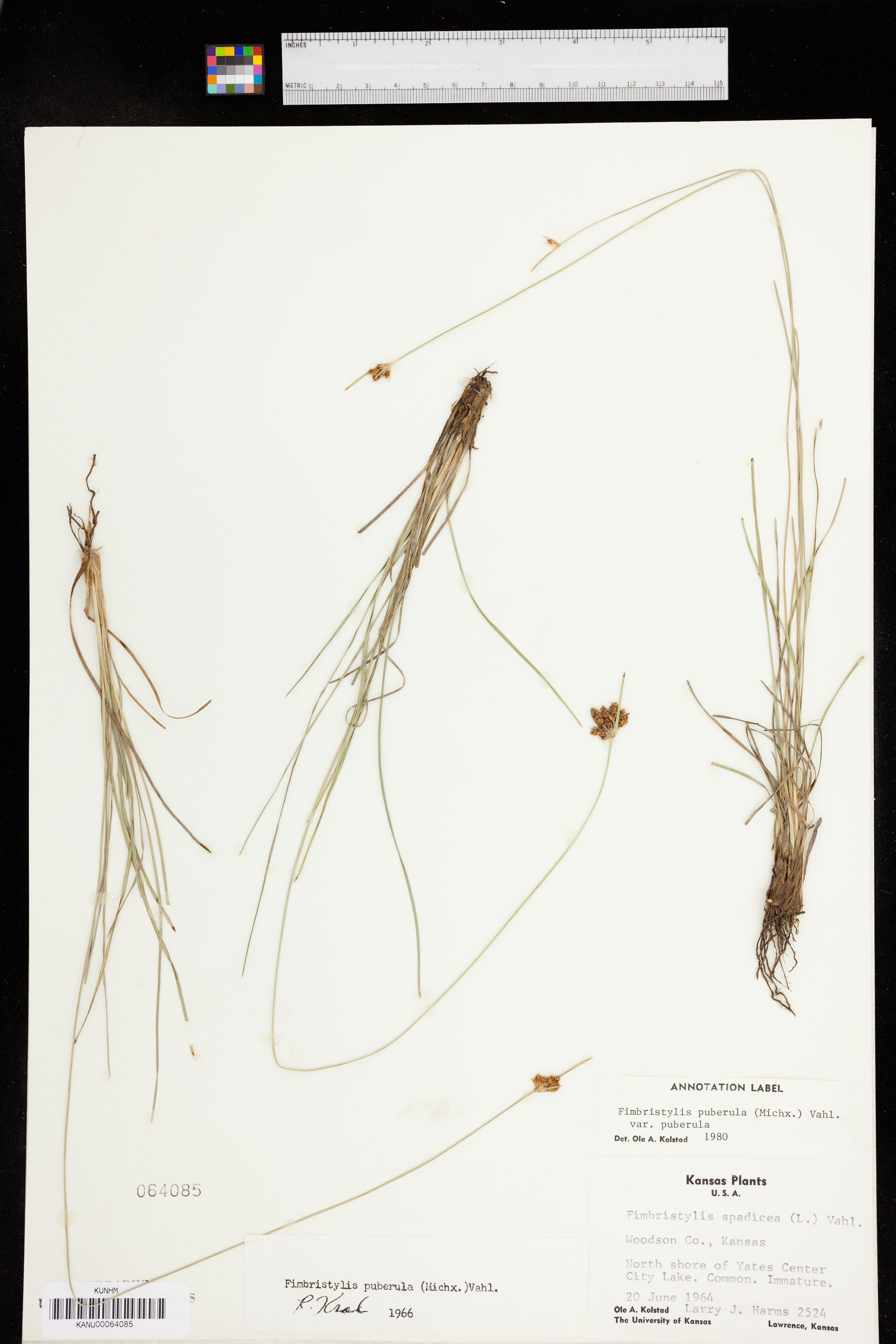 Fimbristylis puberula var. puberula image