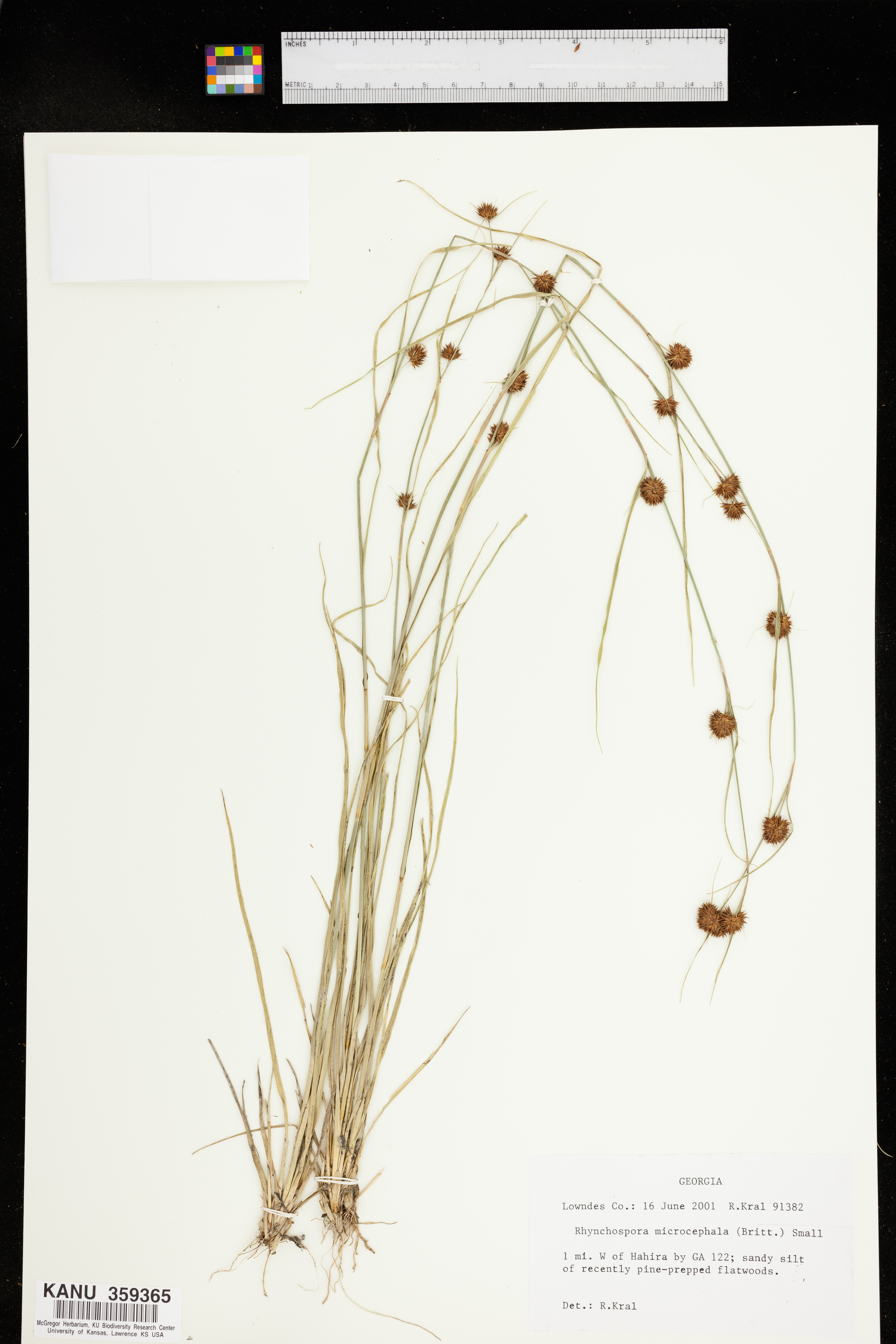 Rhynchospora cephalantha var. microcephala image