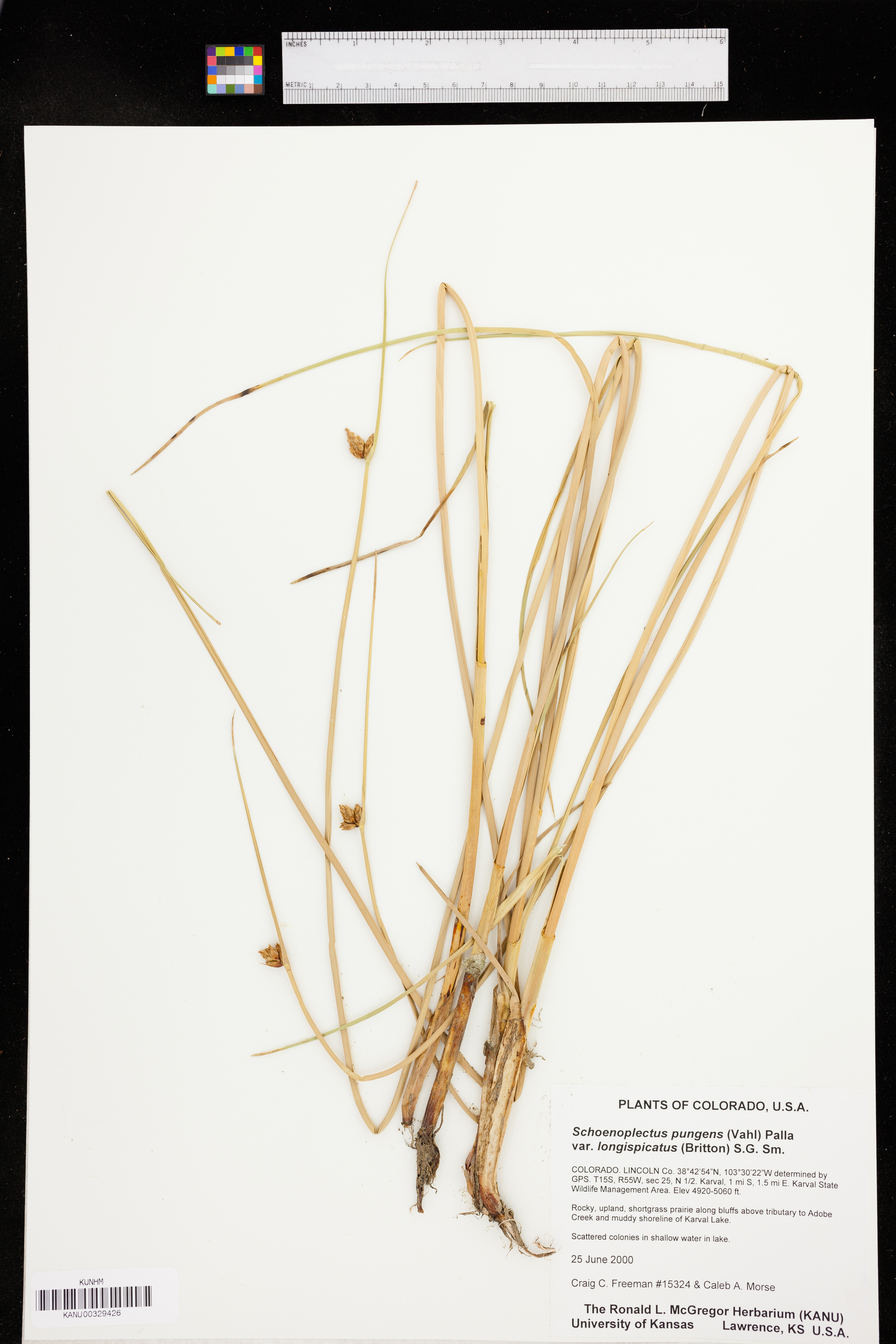 Schoenoplectus pungens var. longispicatus image