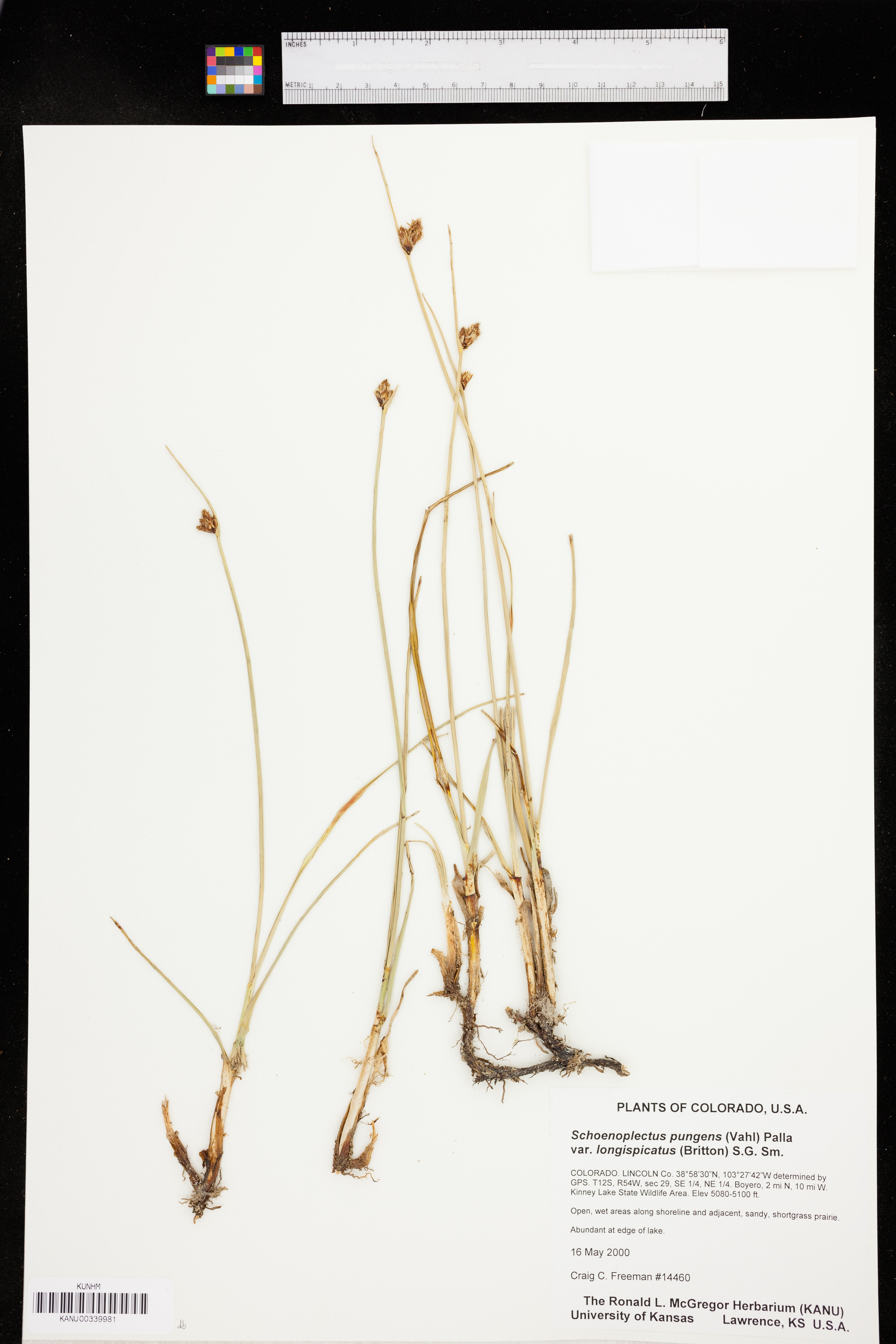 Schoenoplectus pungens var. longispicatus image