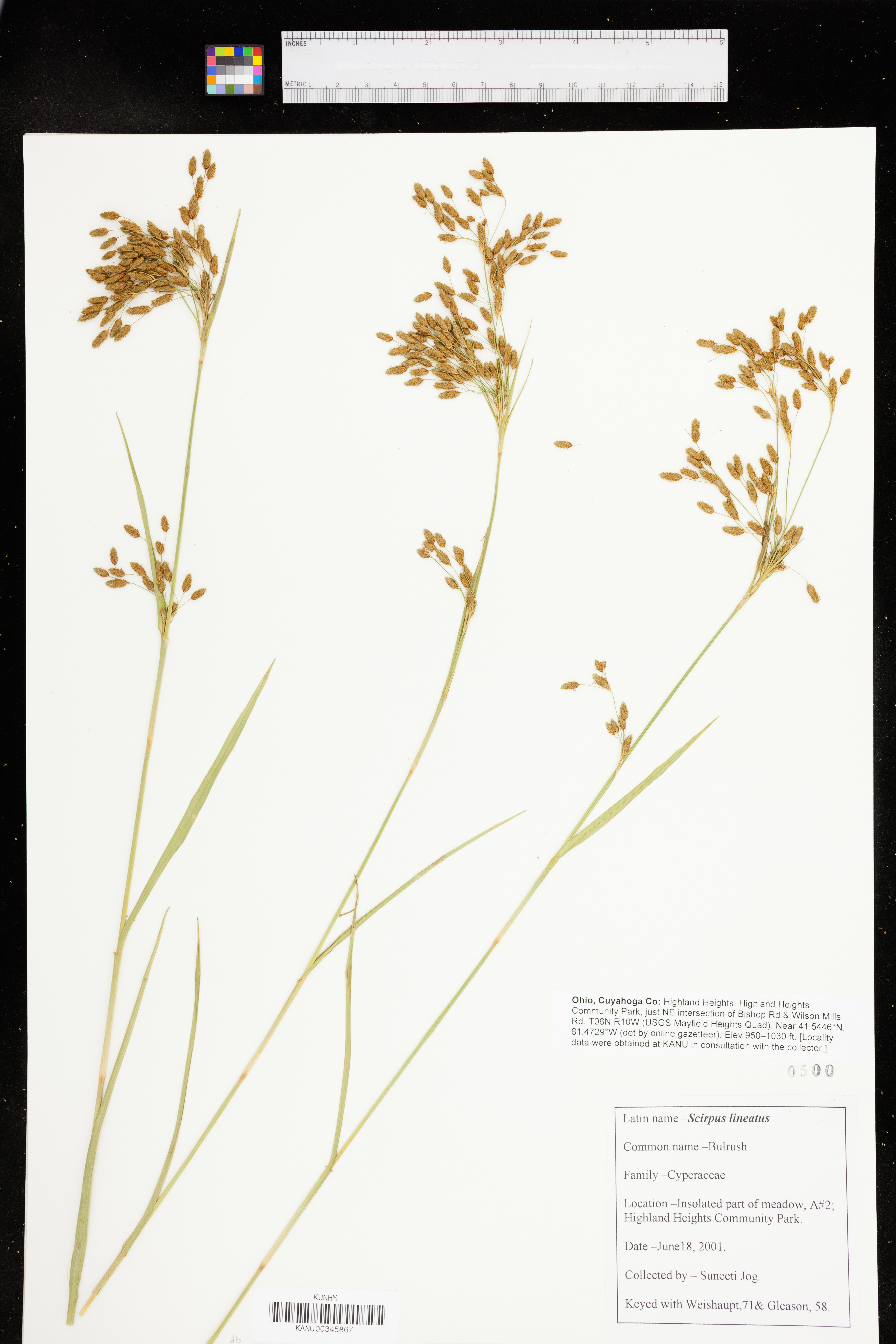 Scirpus lineatus image