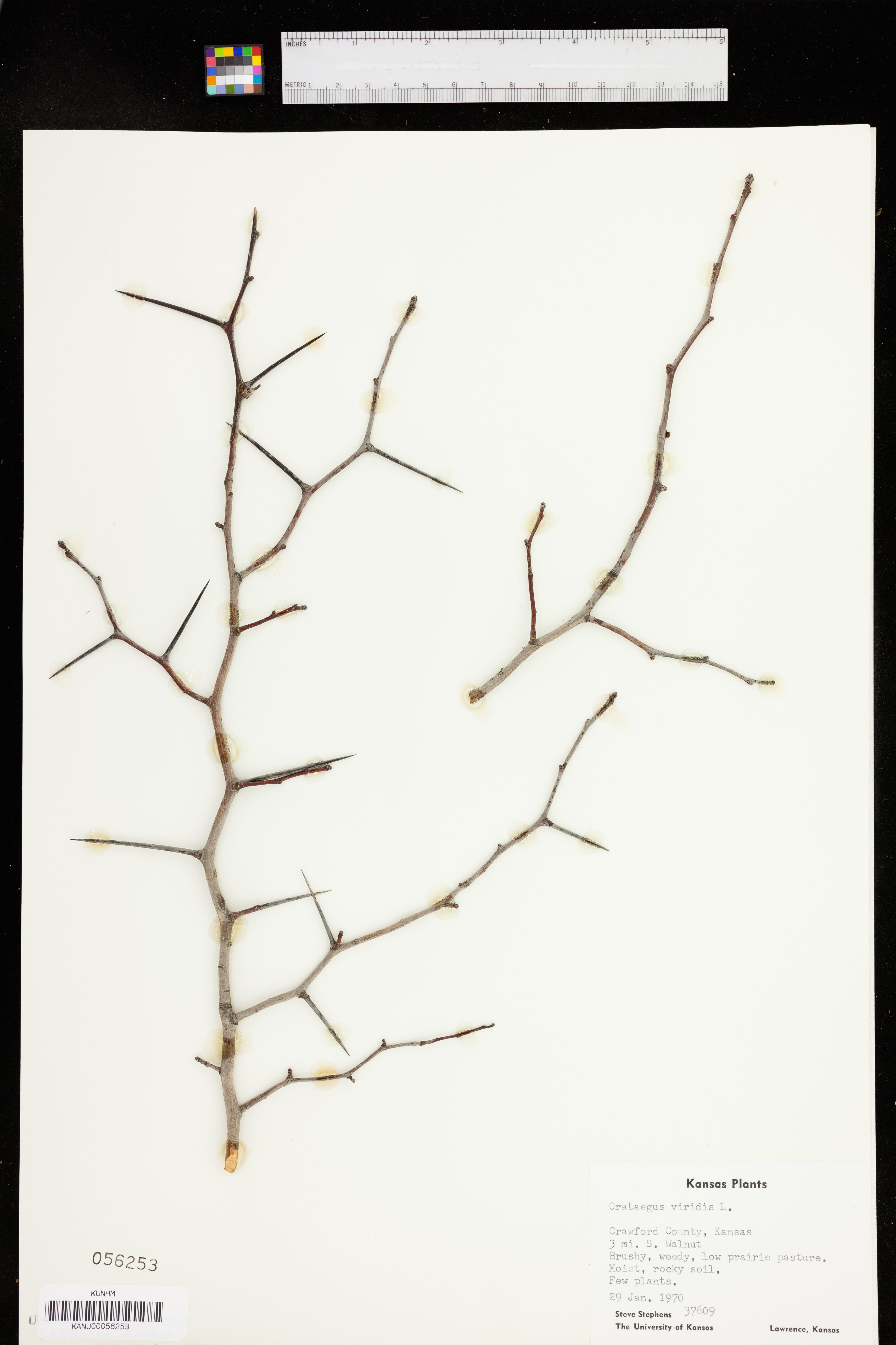 Crataegus viridis image