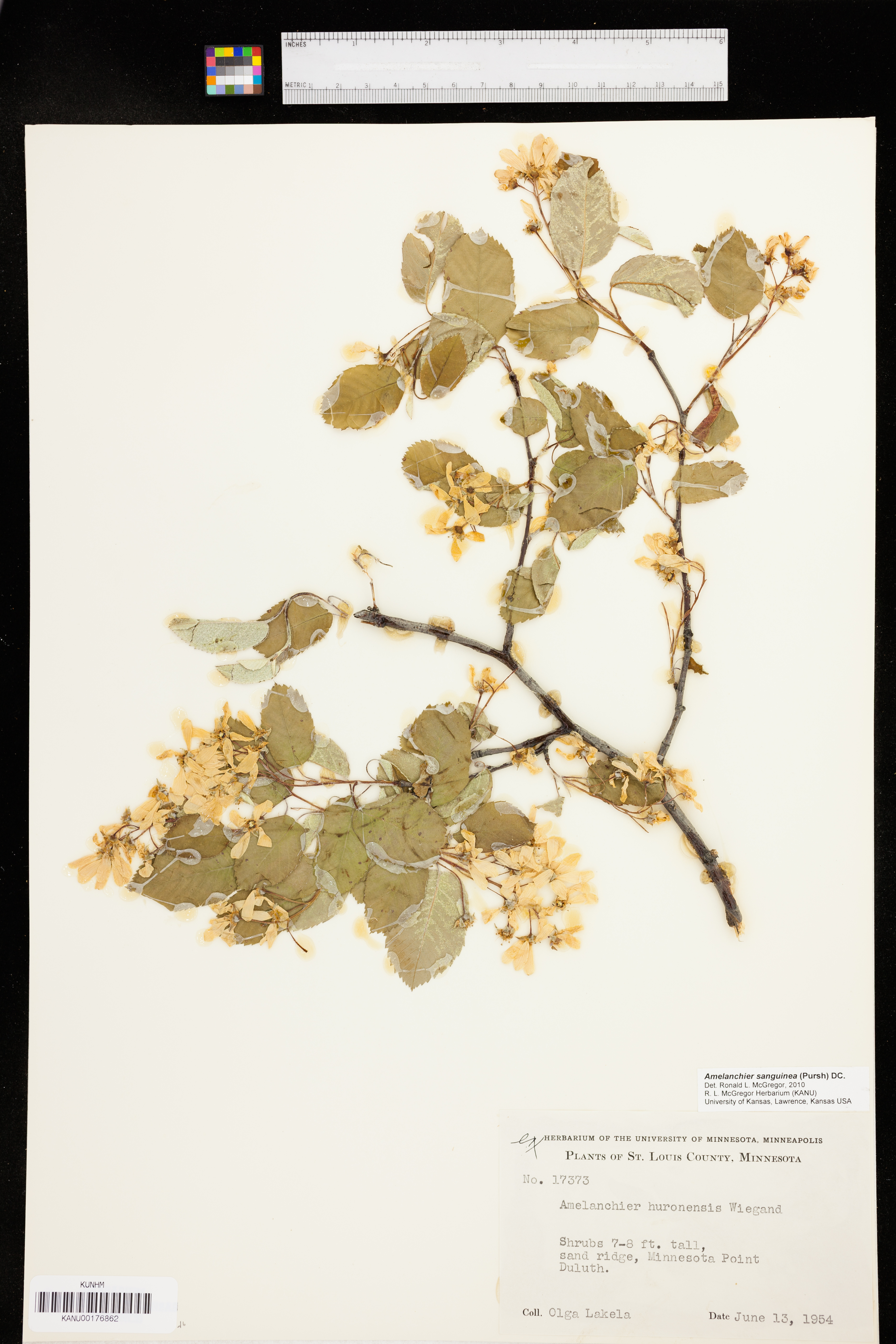 Amelanchier sanguinea image
