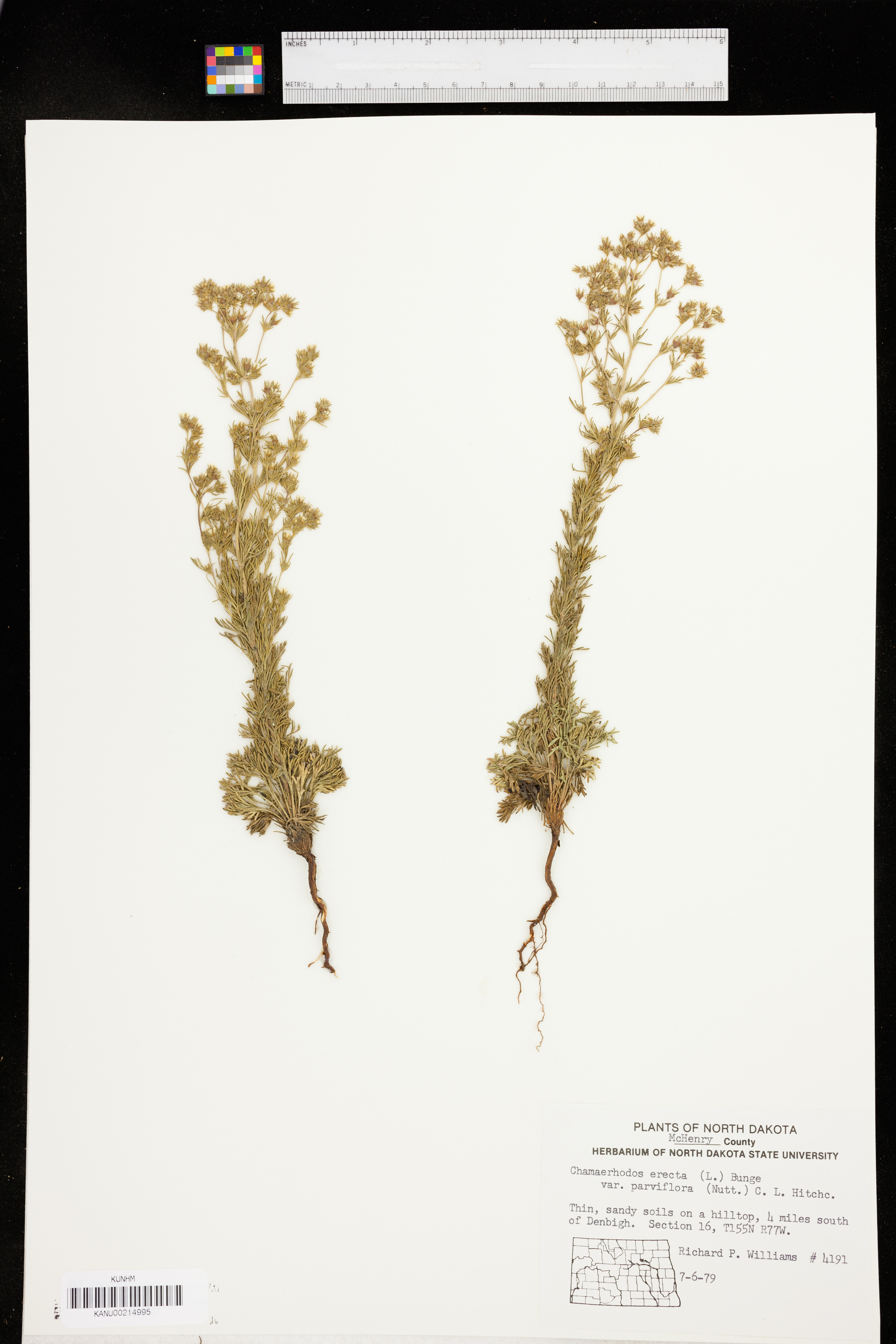 Chamaerhodos erecta var. parviflora image