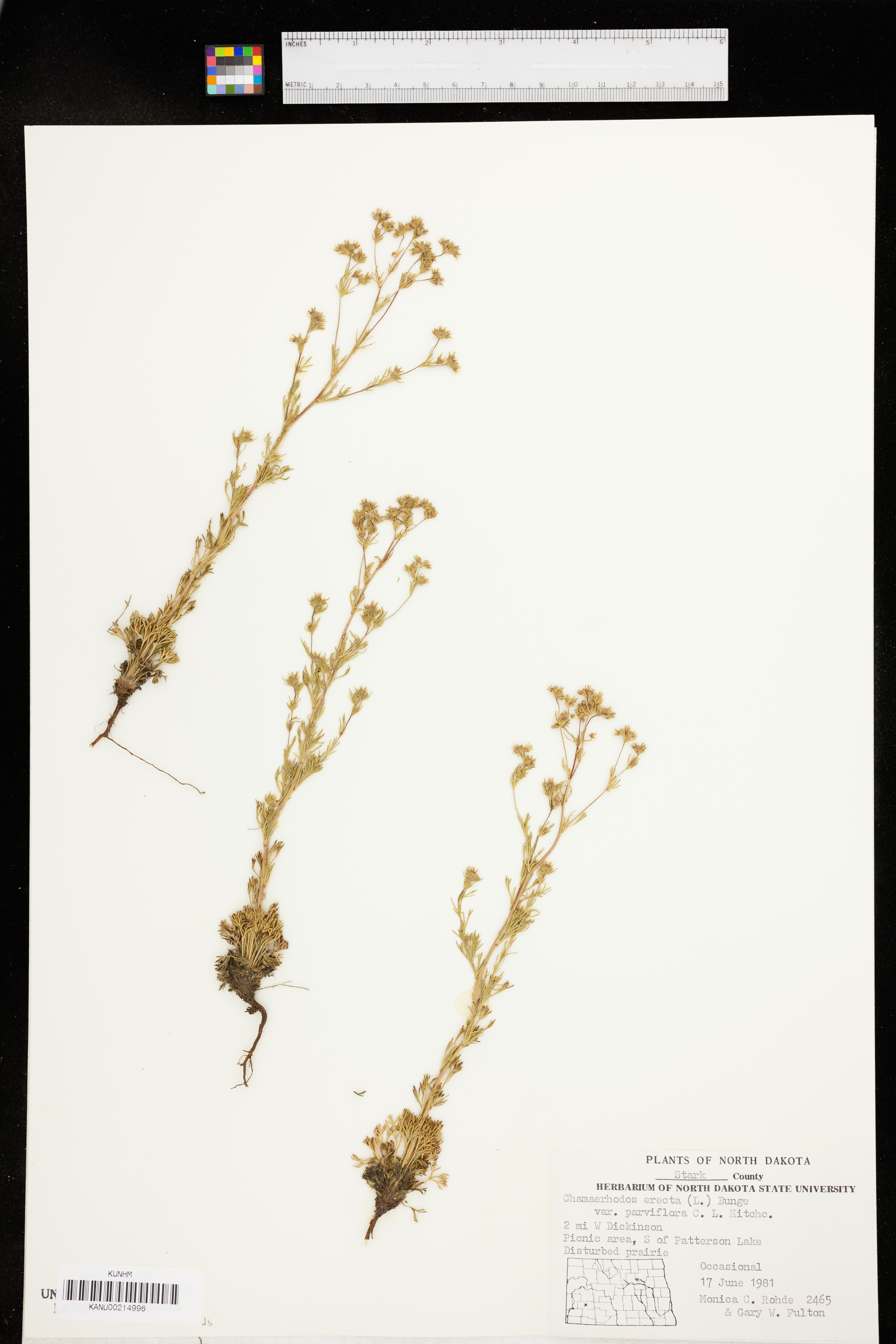 Chamaerhodos erecta image