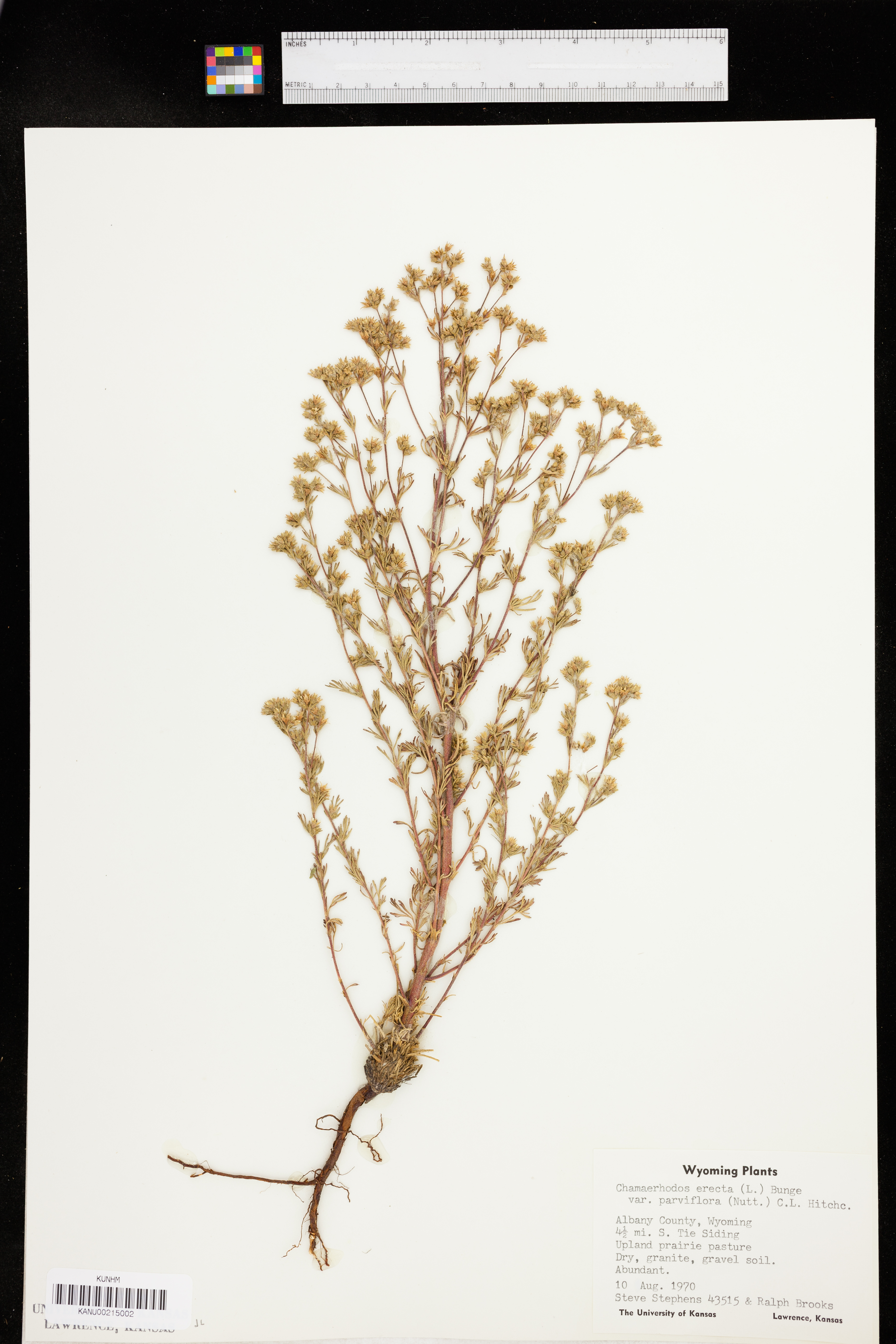 Chamaerhodos erecta image