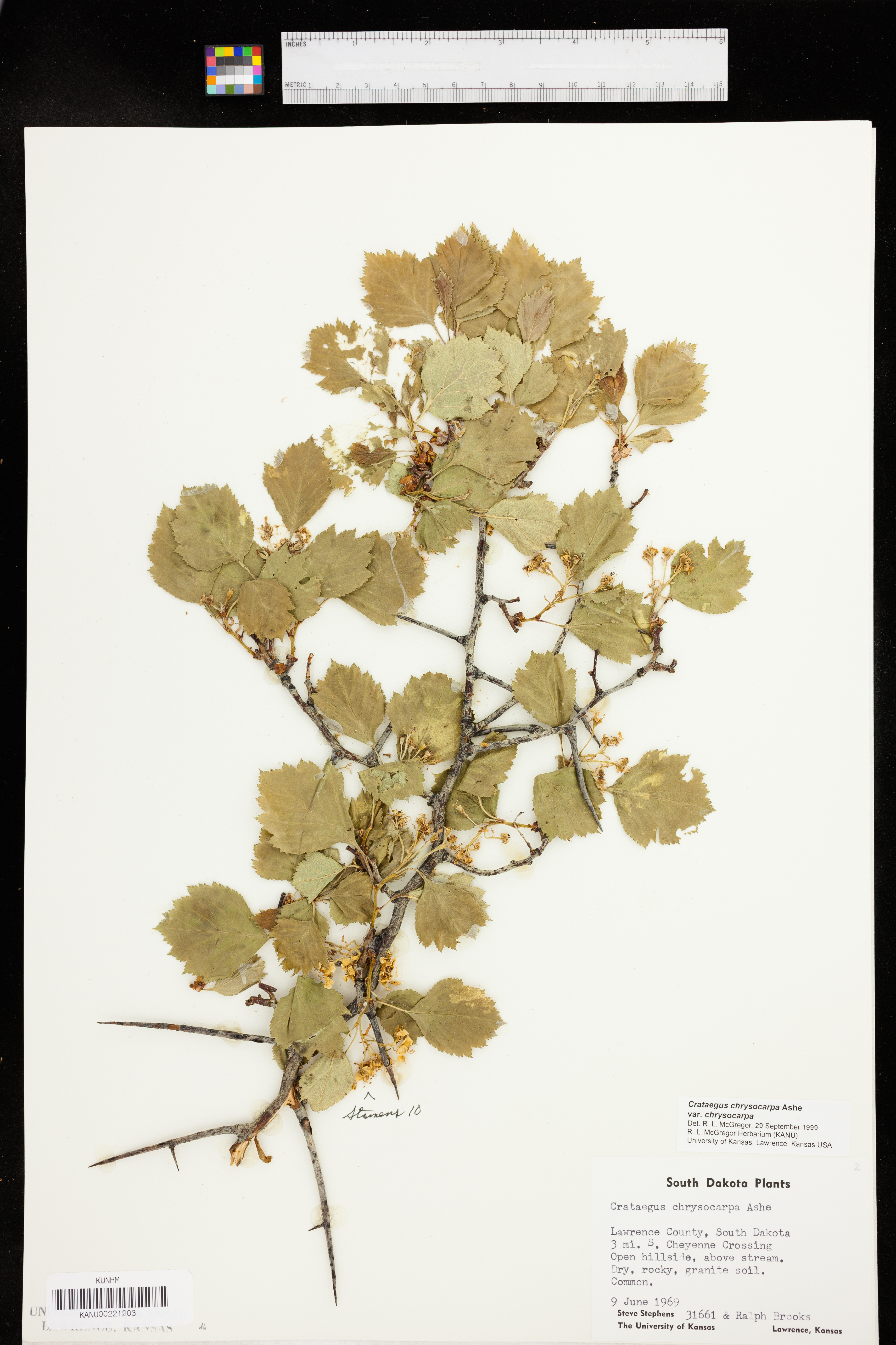Crataegus chrysocarpa var. chrysocarpa image