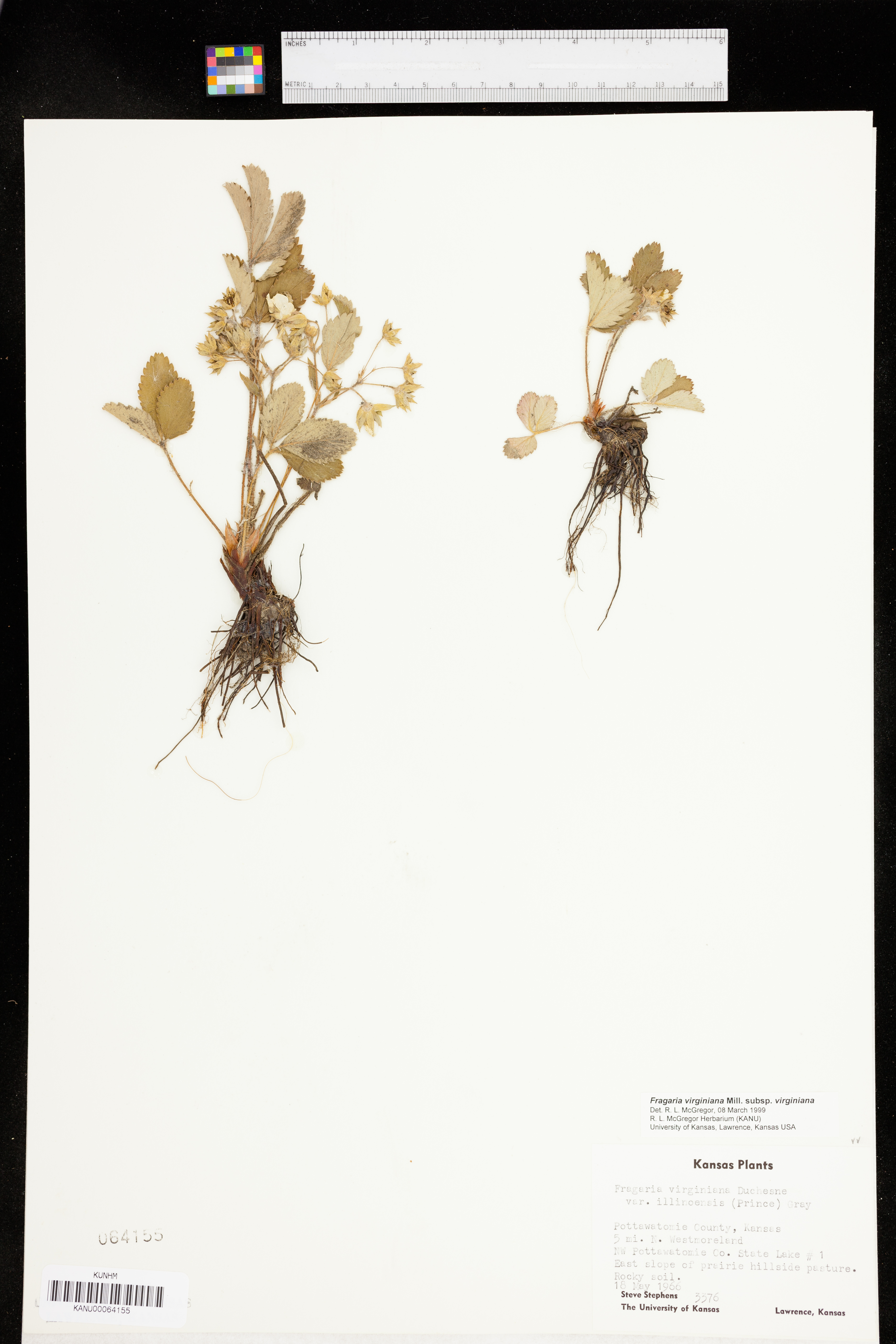 Fragaria virginiana subsp. virginiana image