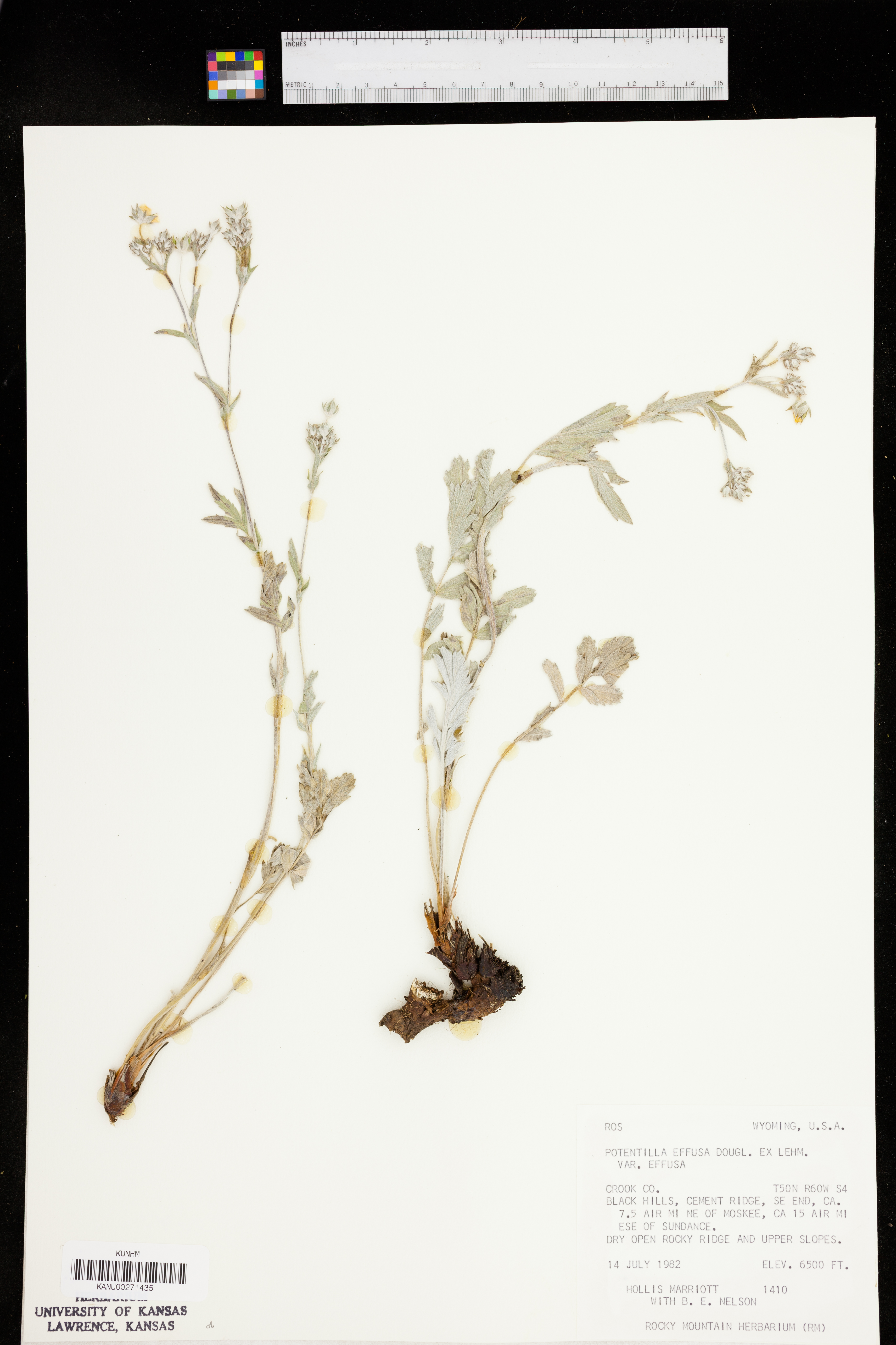 Potentilla effusa var. effusa image