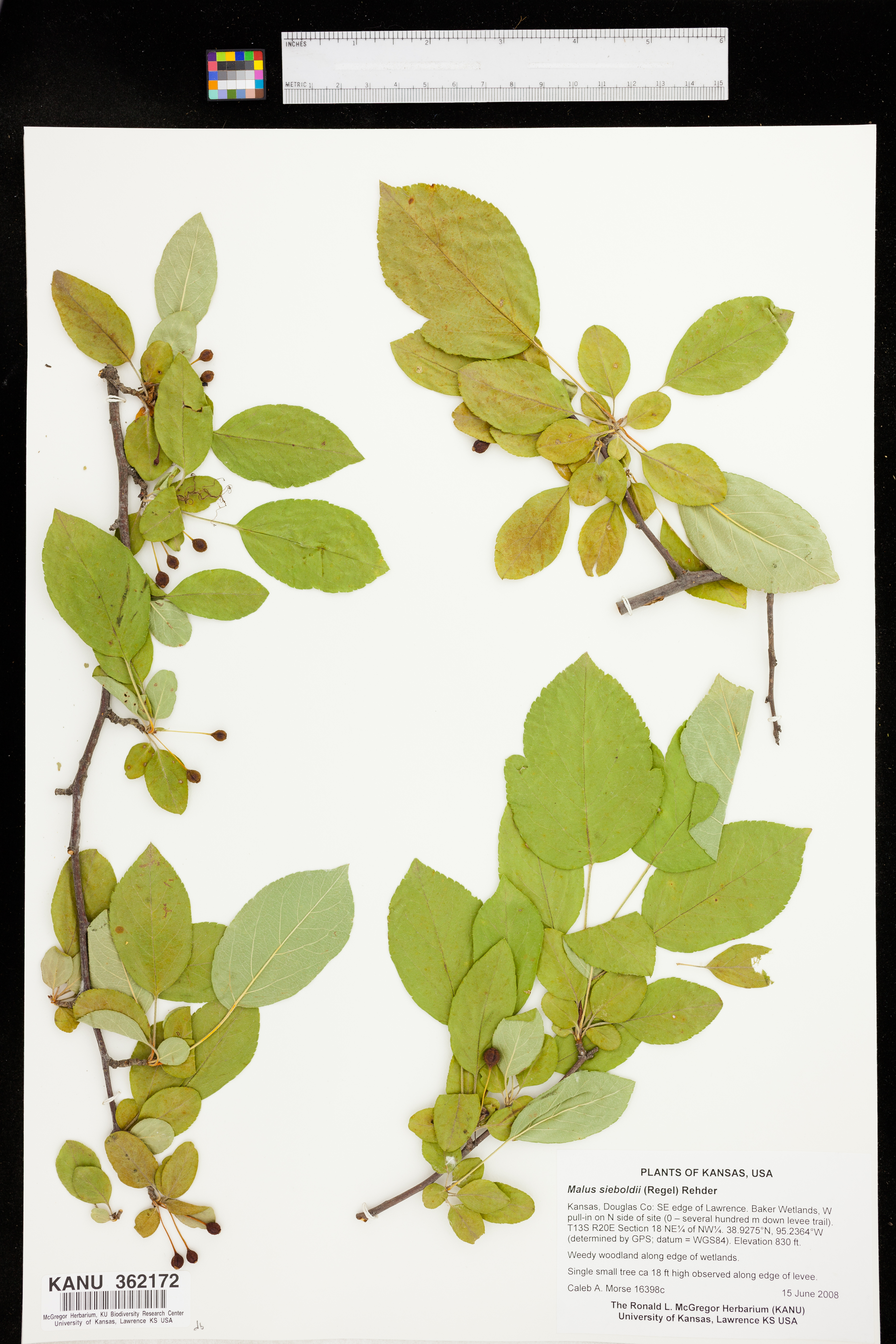 Malus sieboldii image