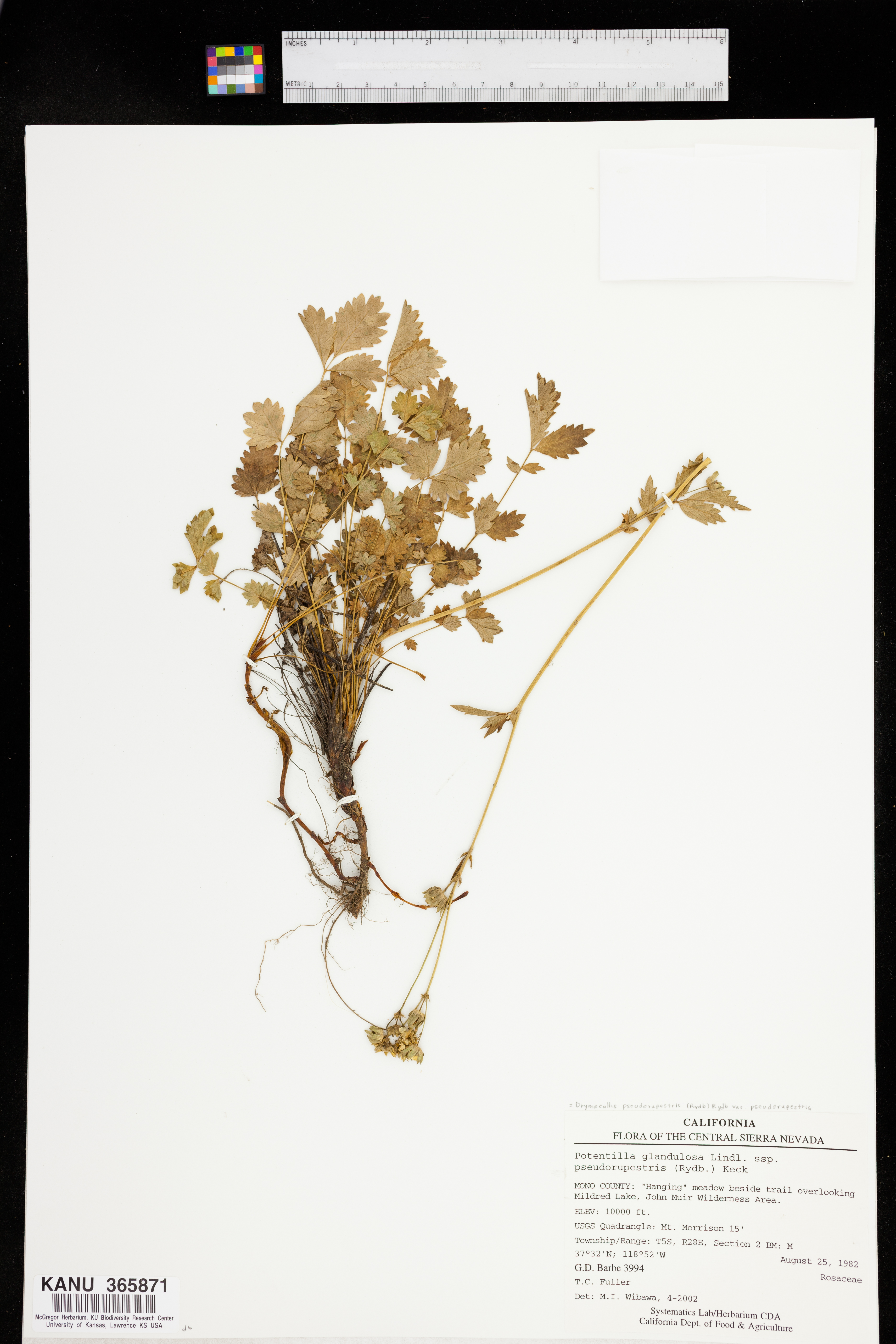 Drymocallis pseudorupestris var. saxicola image