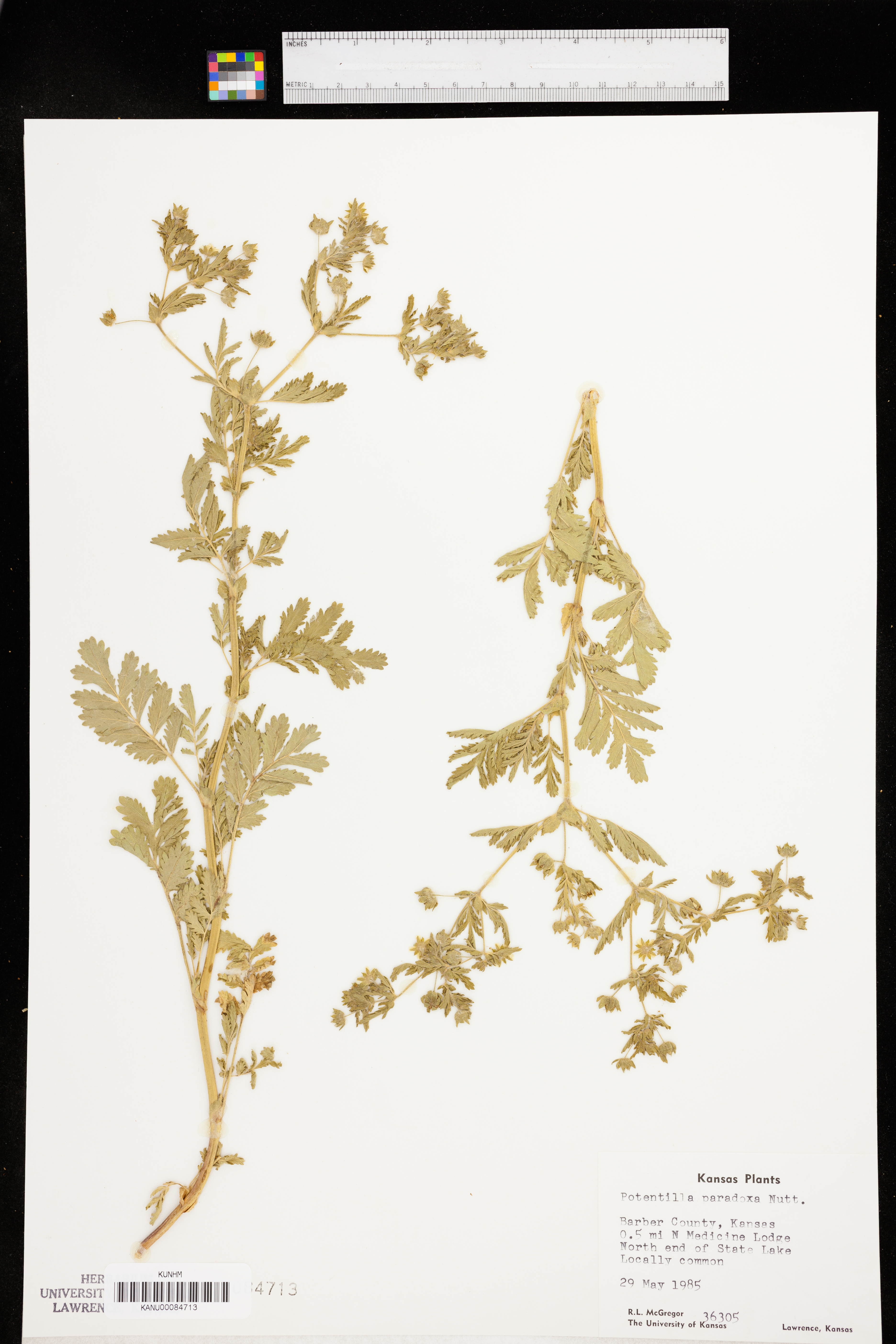 Potentilla supina subsp. paradoxa image