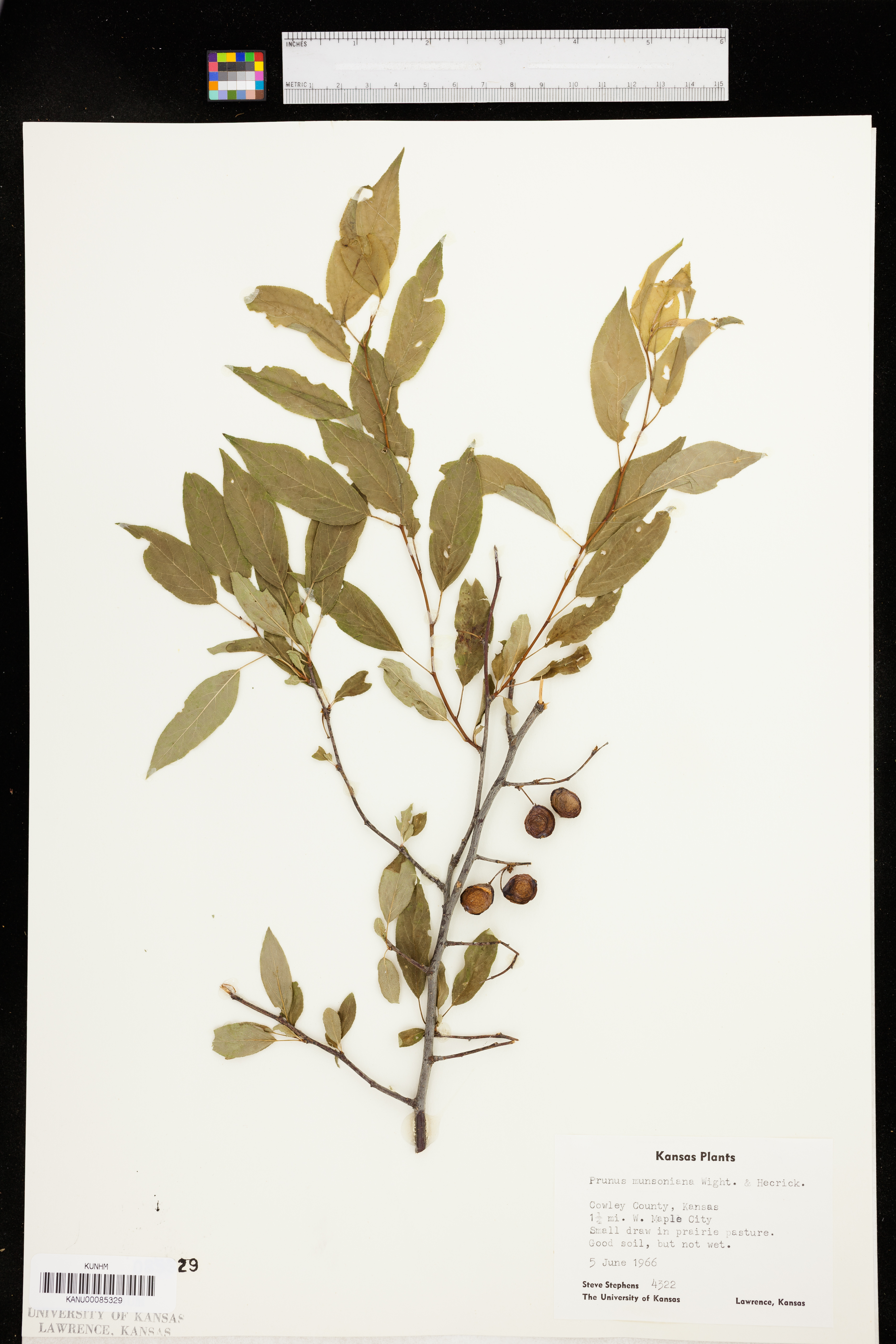 Prunus rivularis image