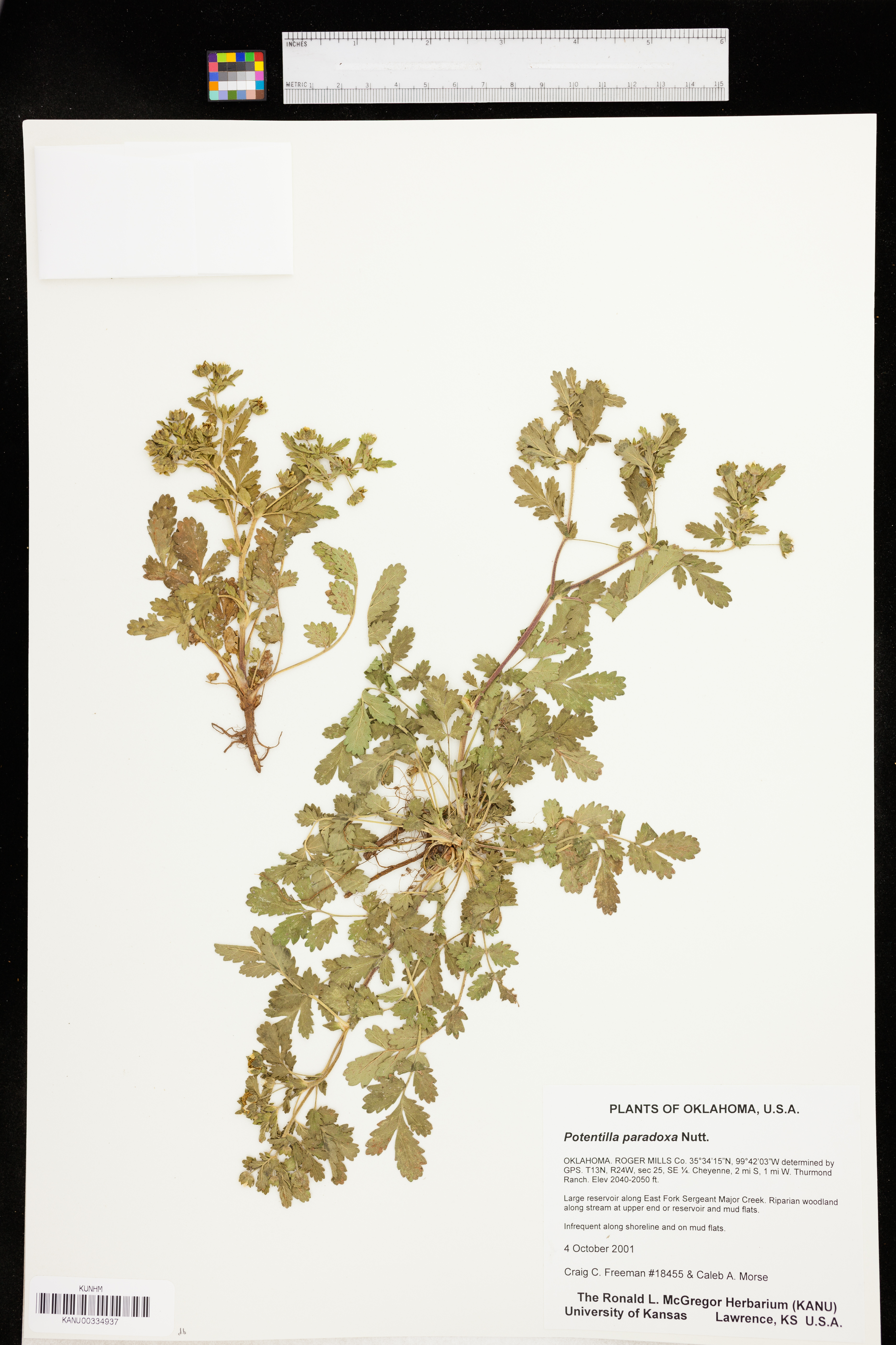 Potentilla supina subsp. paradoxa image