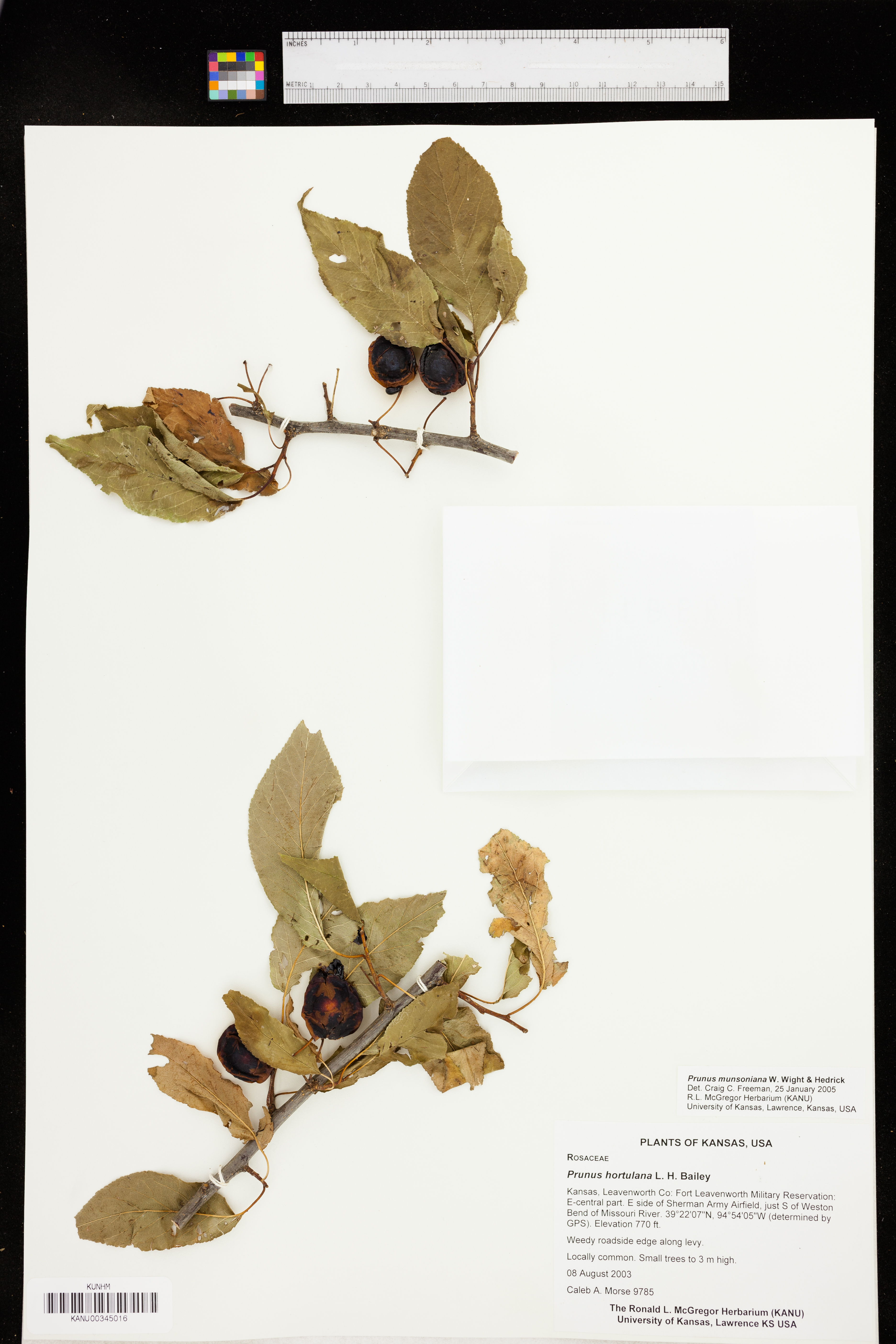 Prunus rivularis image