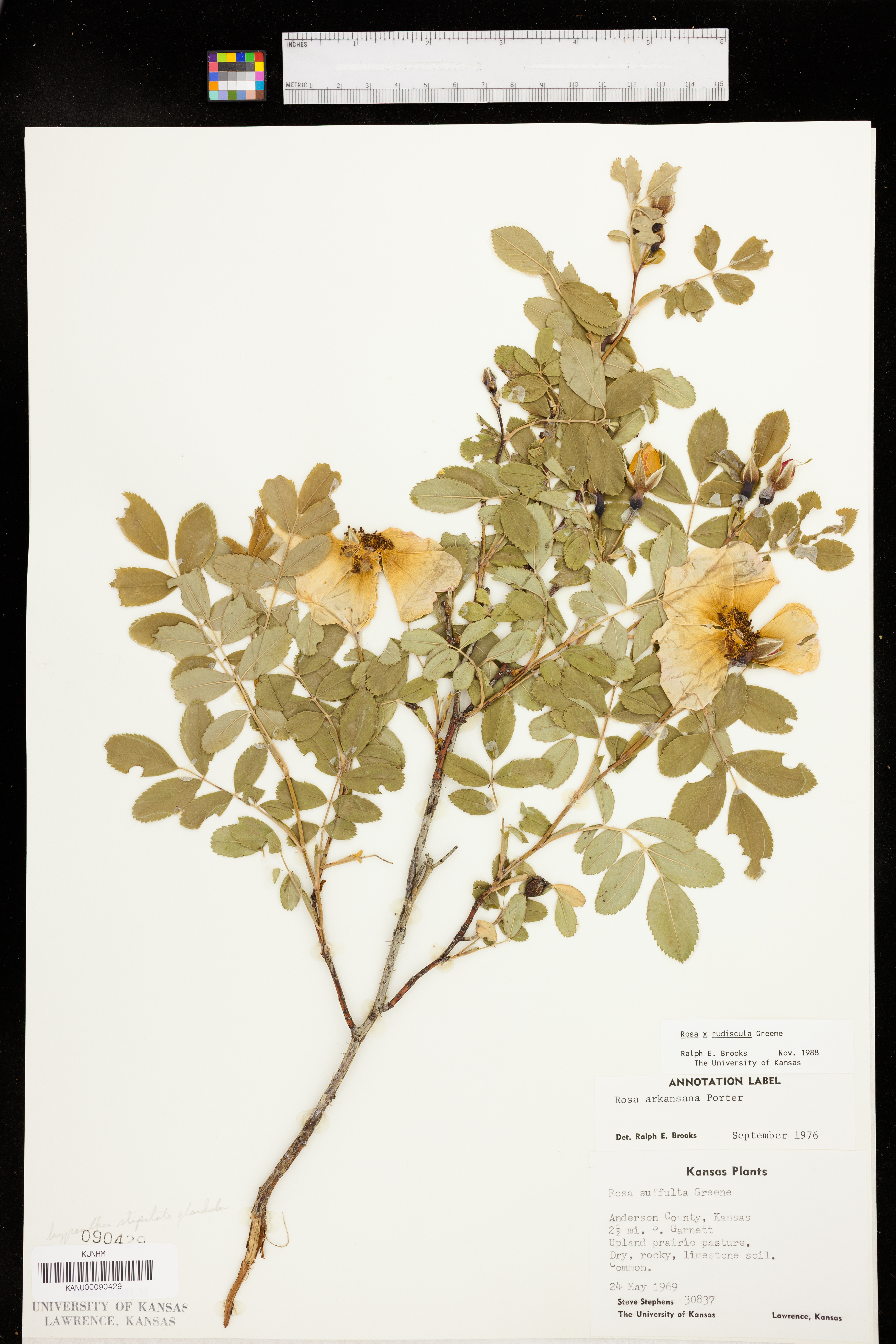 Rosa rudiuscula image