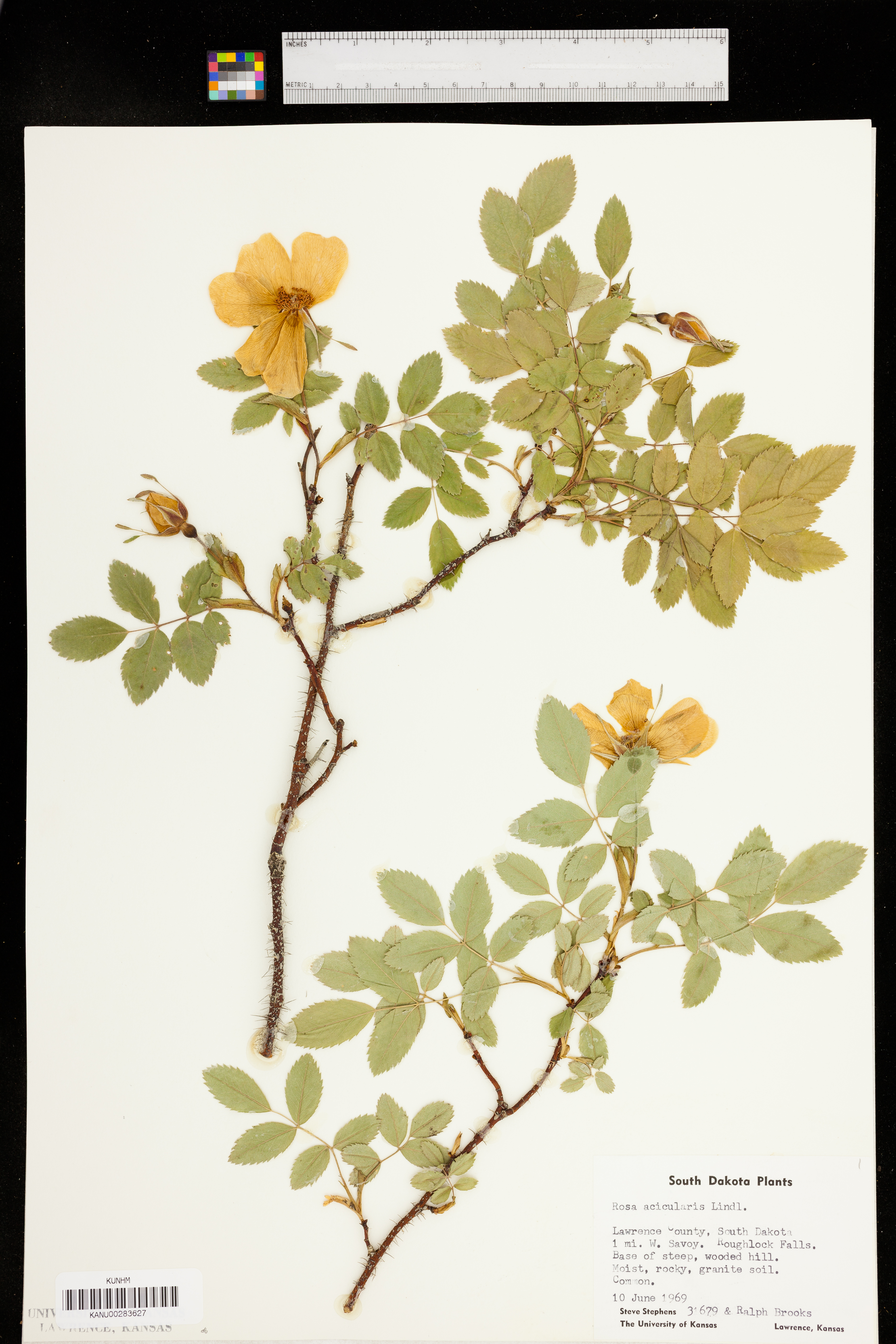 Rosa acicularis subsp. sayi image