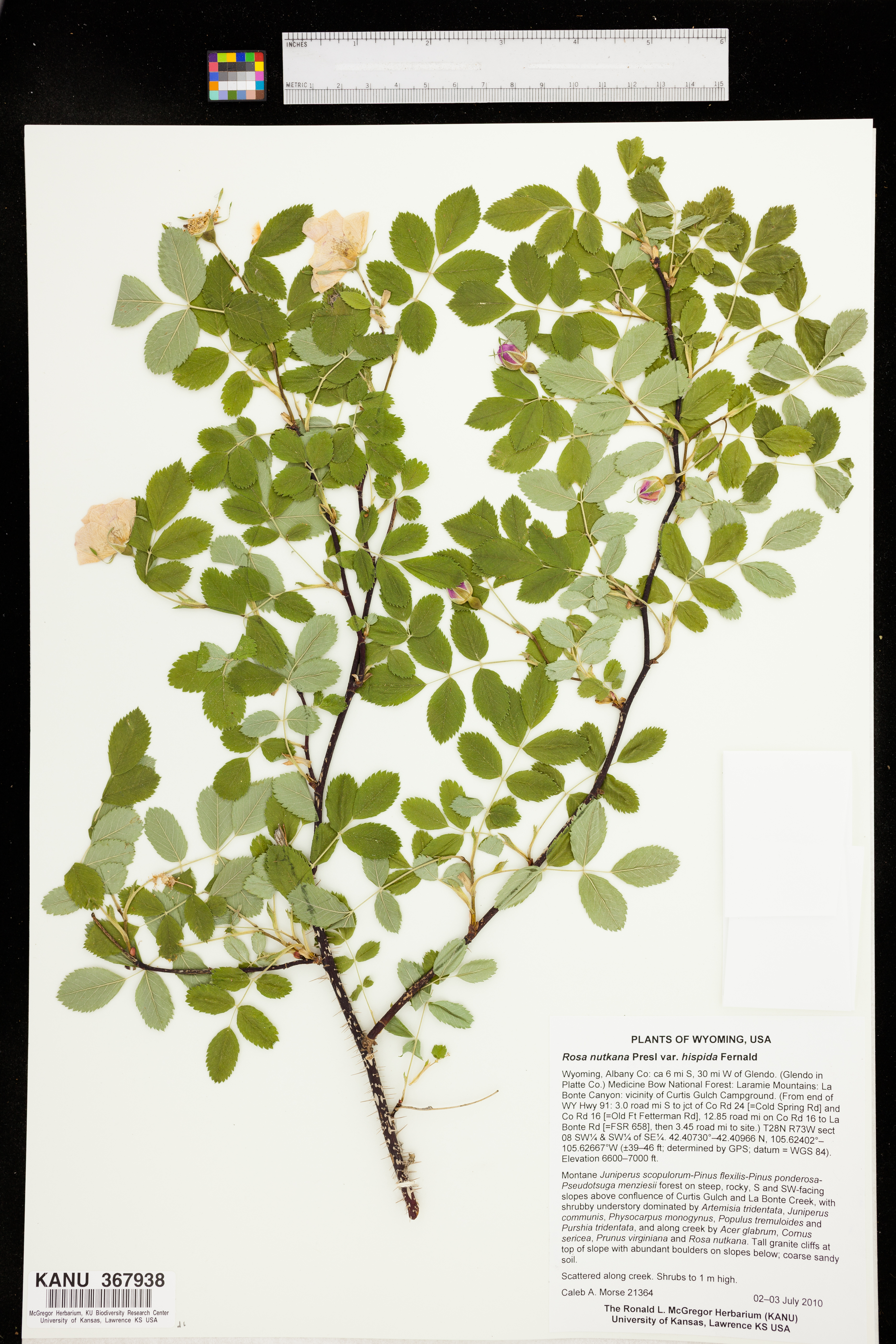 Rosa nutkana subsp. macdougalii image
