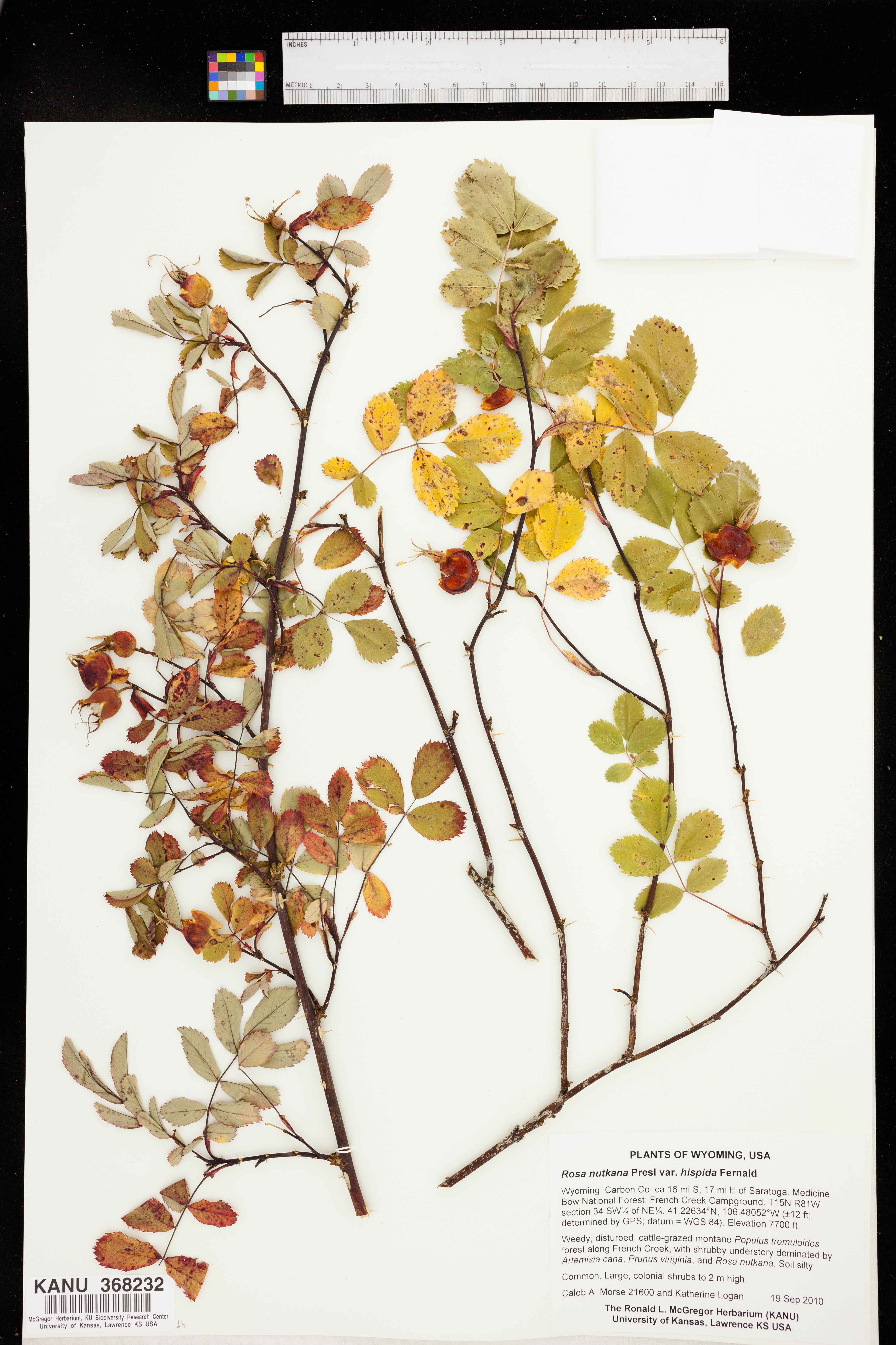 Rosa nutkana subsp. macdougalii image