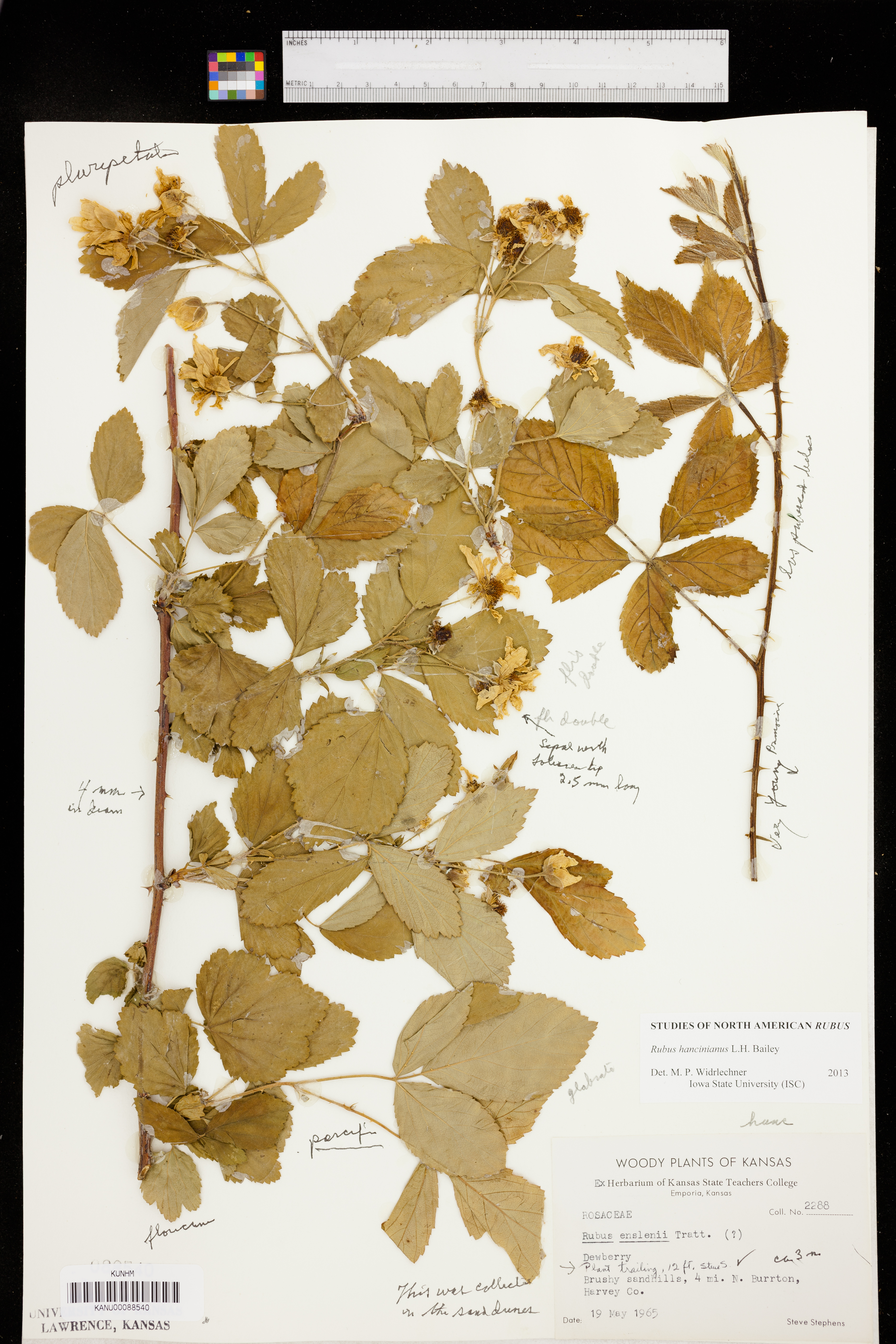 Rubus hancinianus image
