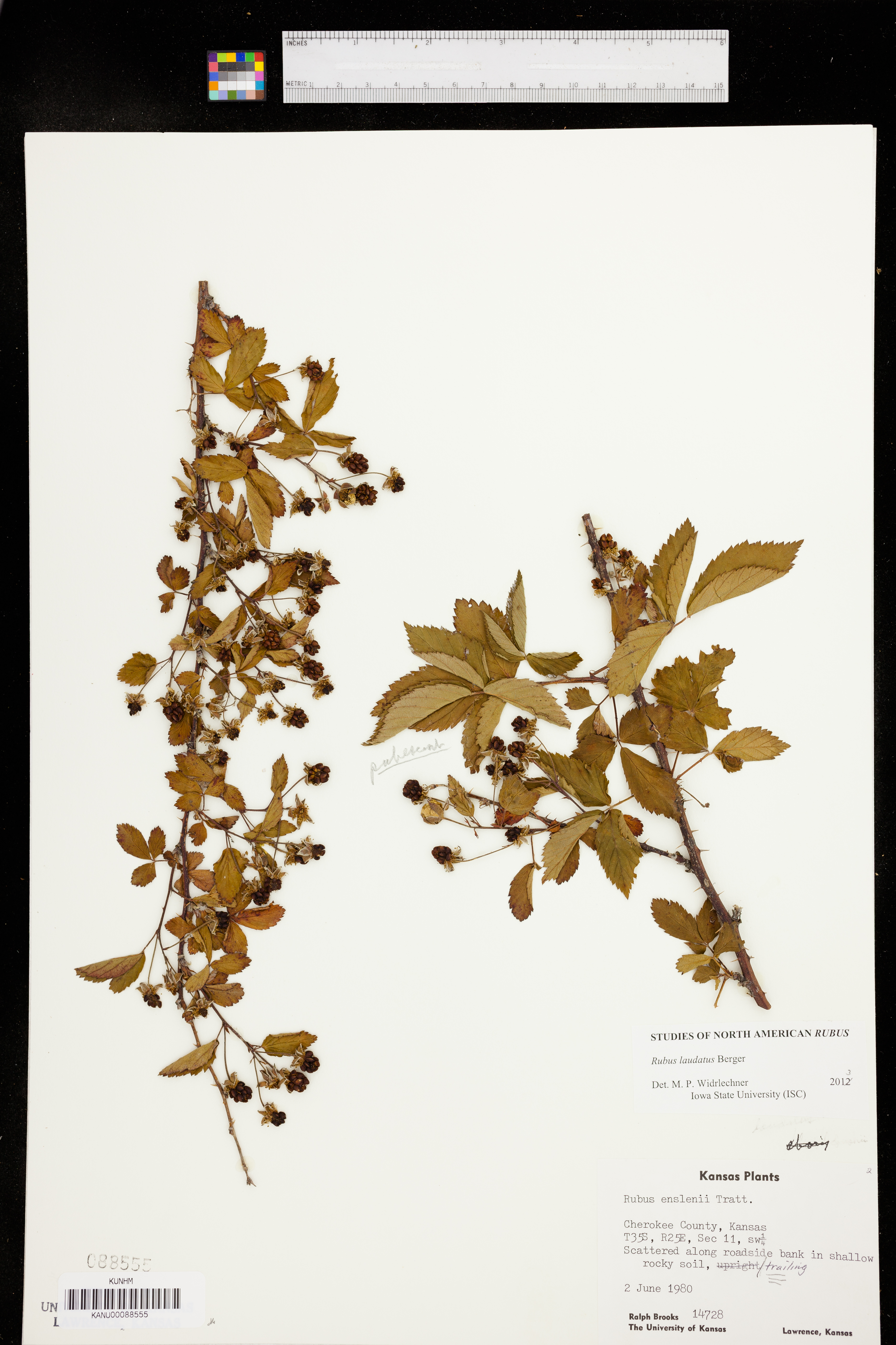 Rubus laudatus image