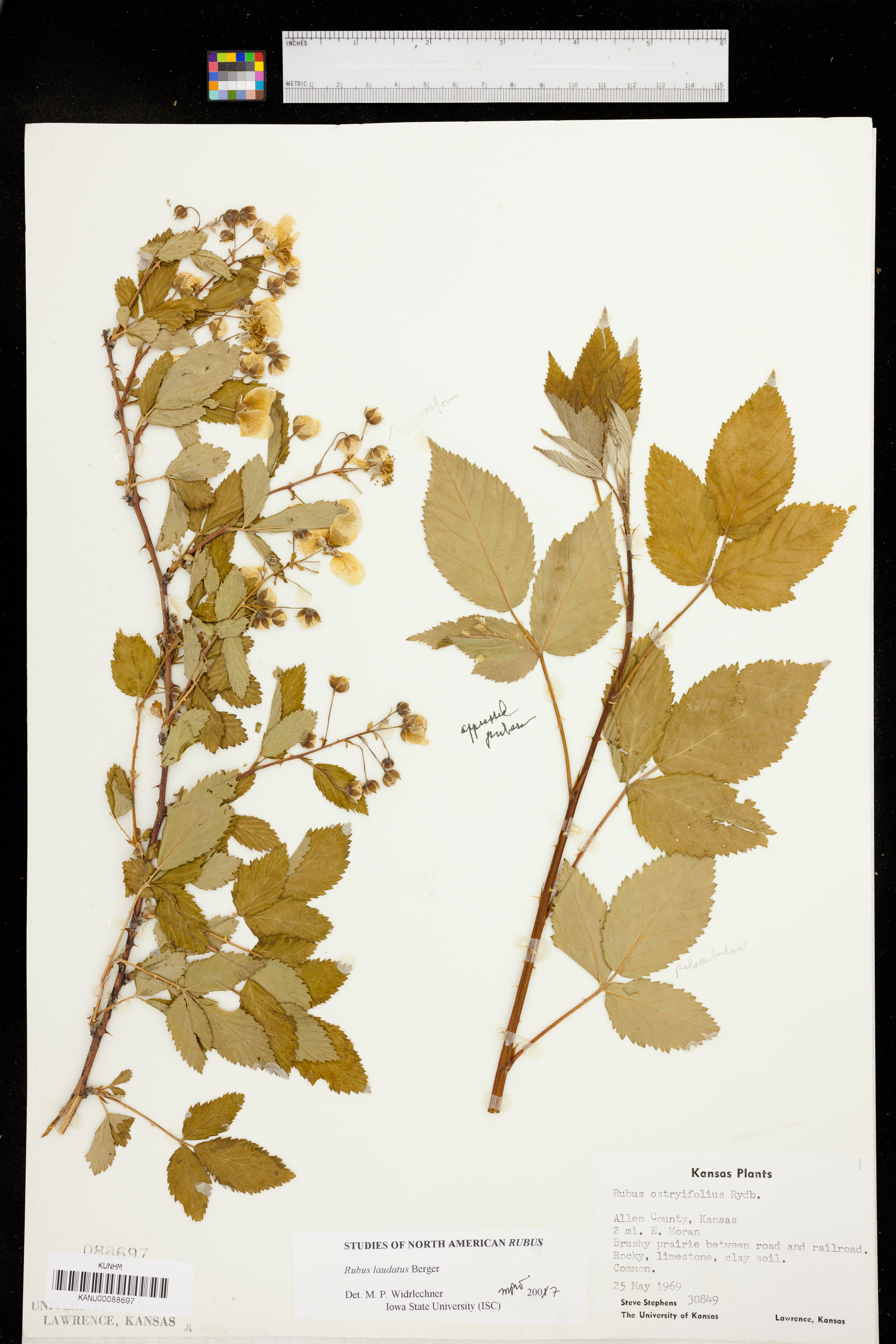 Rubus laudatus image