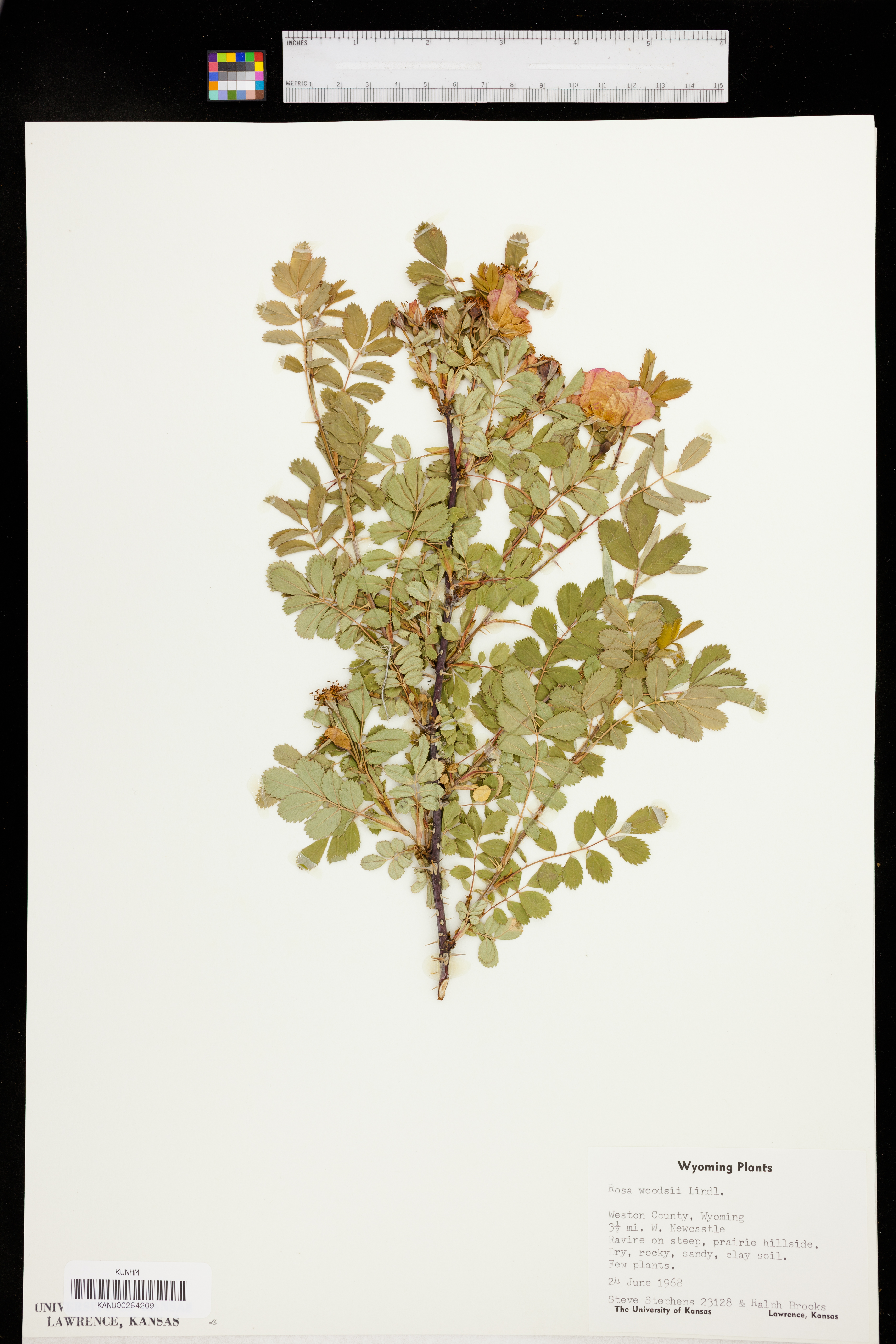 Rosa woodsii subsp. woodsii image