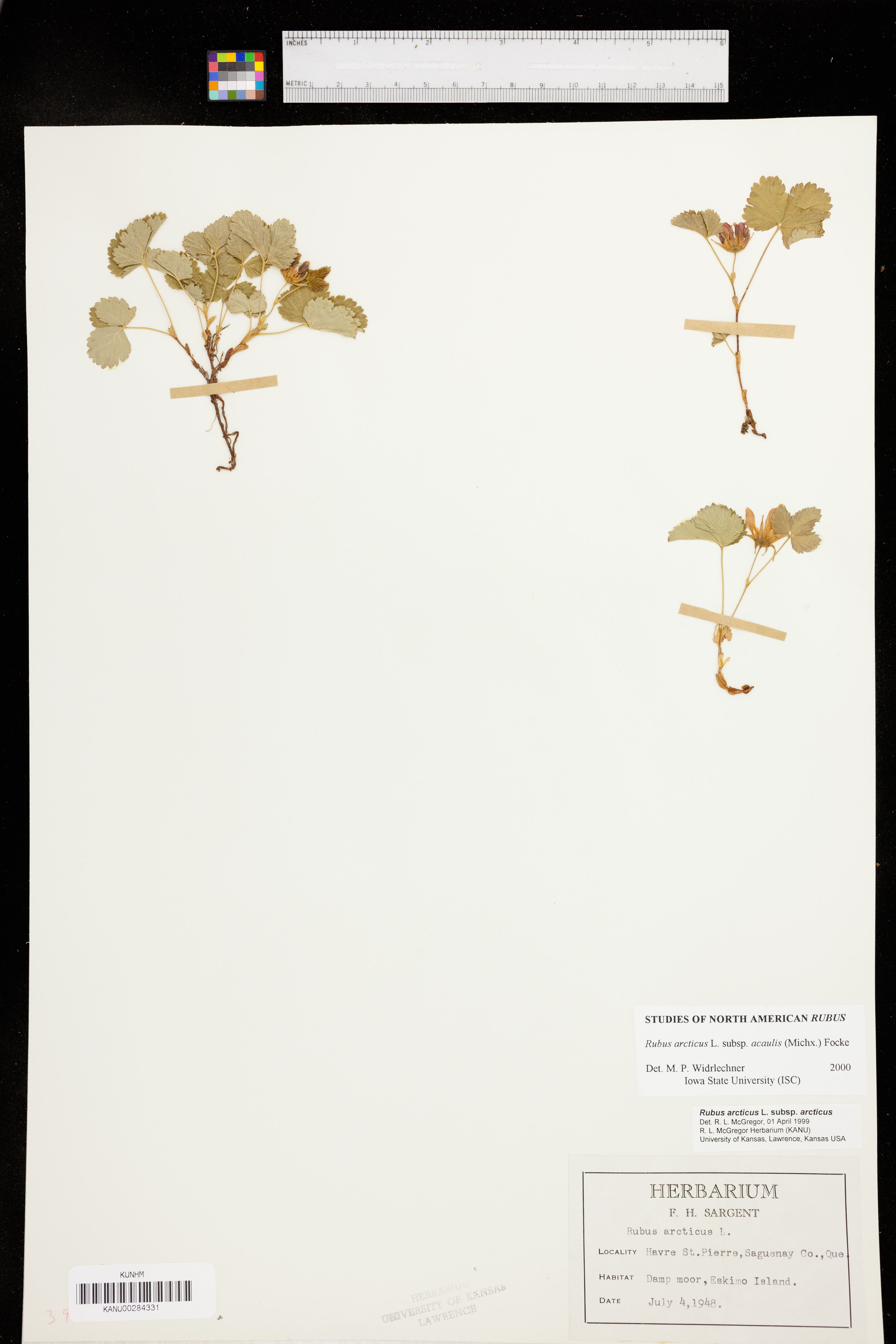 Rubus arcticus subsp. arcticus image