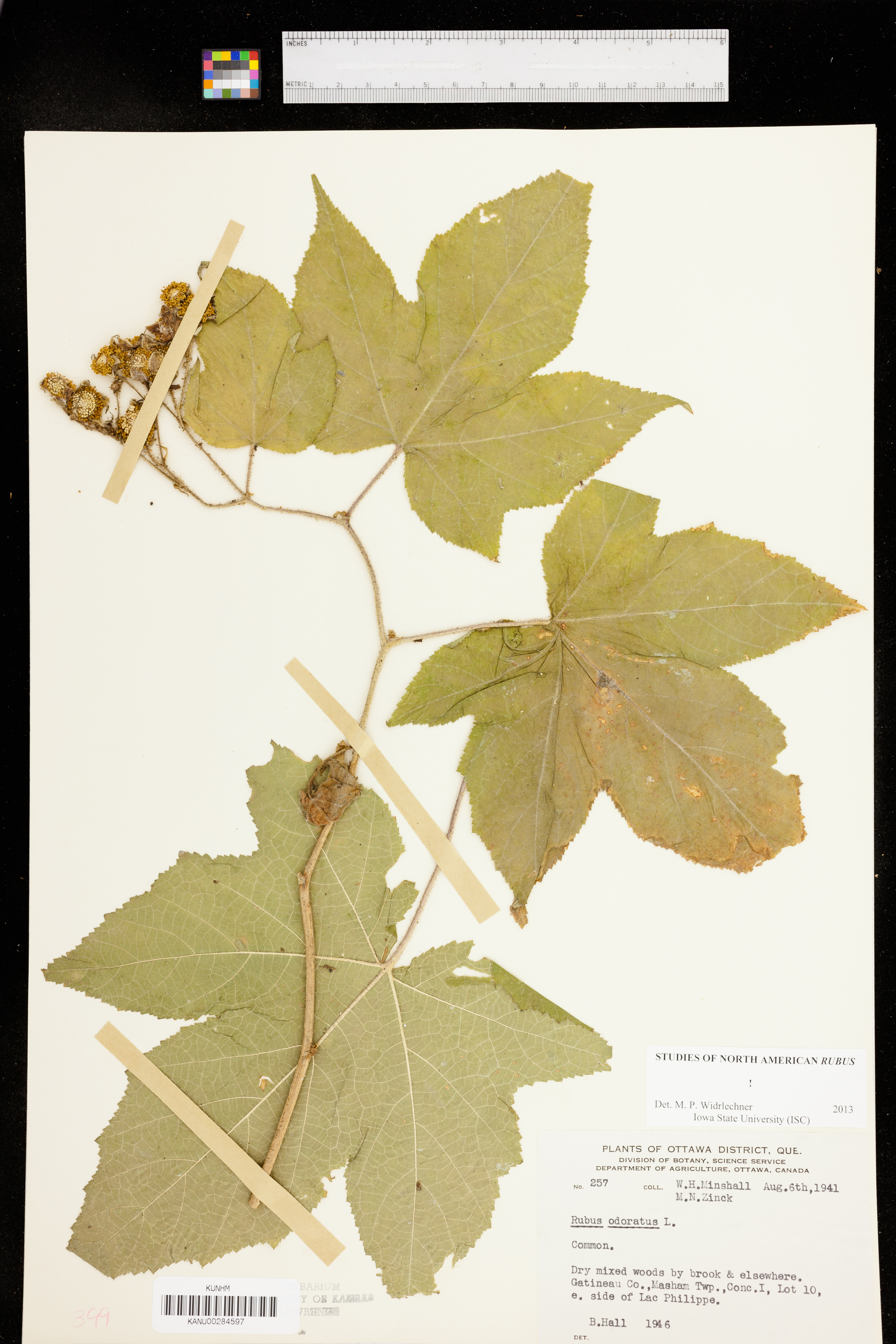 Rubus odoratus image