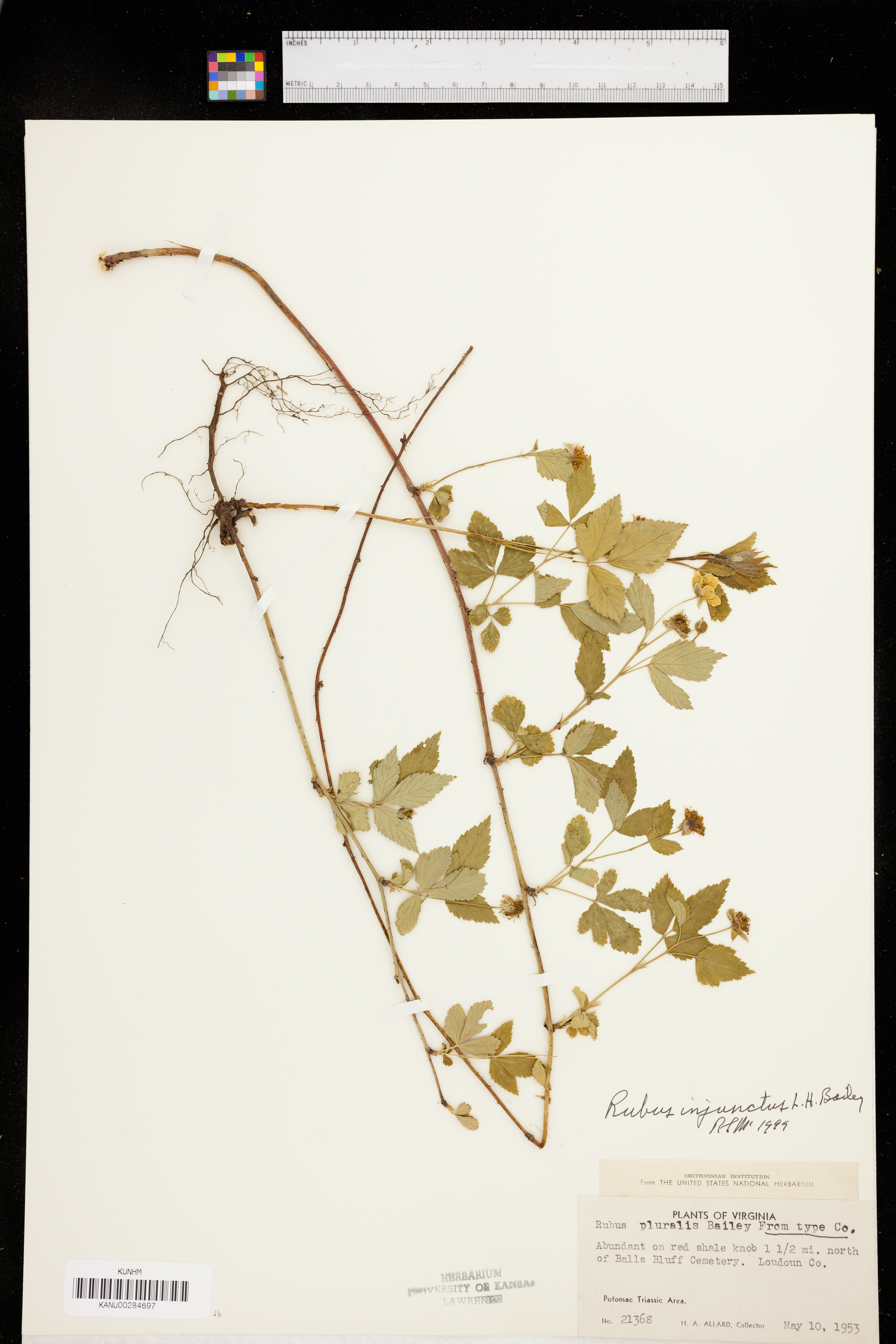 Rubus injunctus image