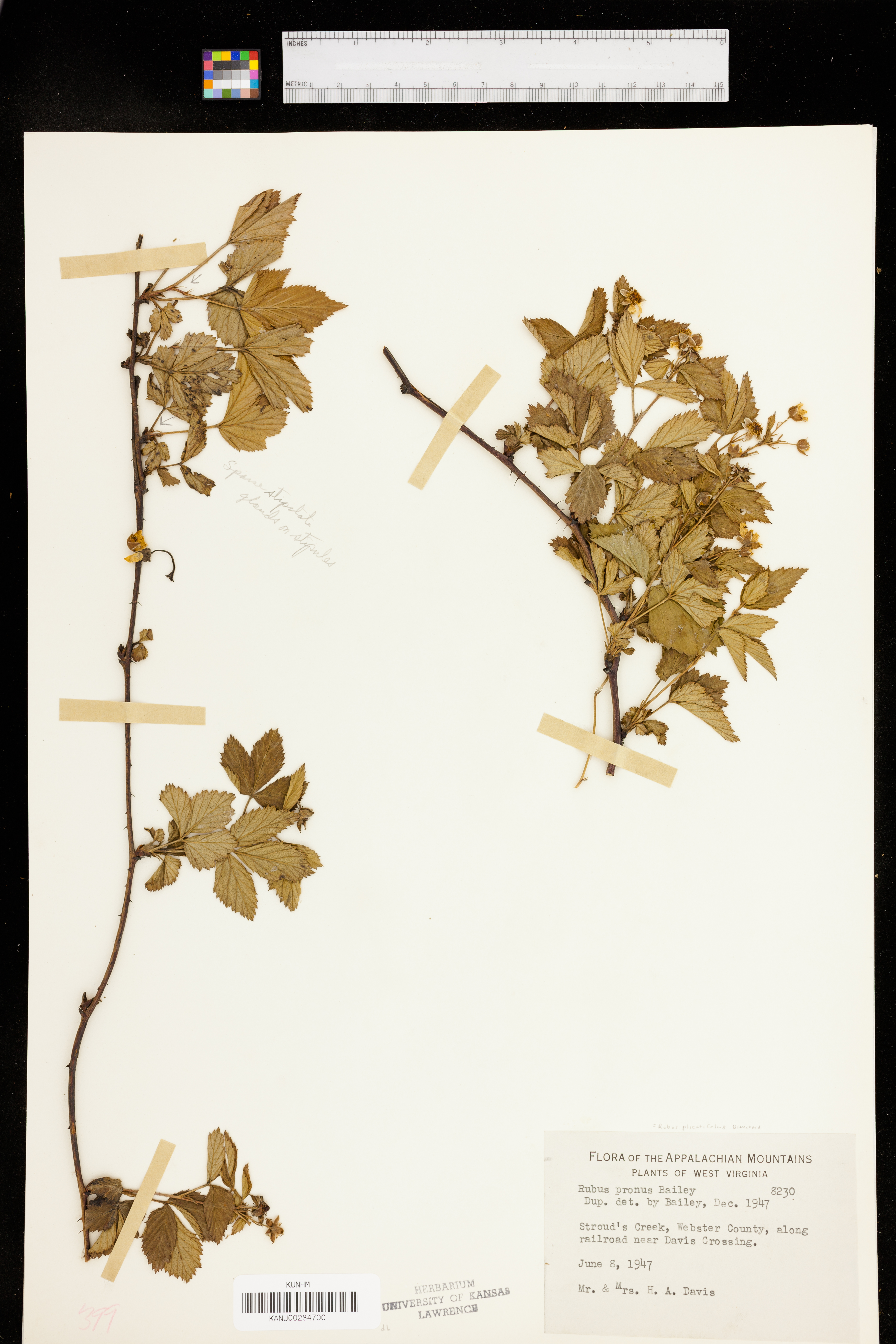 Rubus plicatifolius image