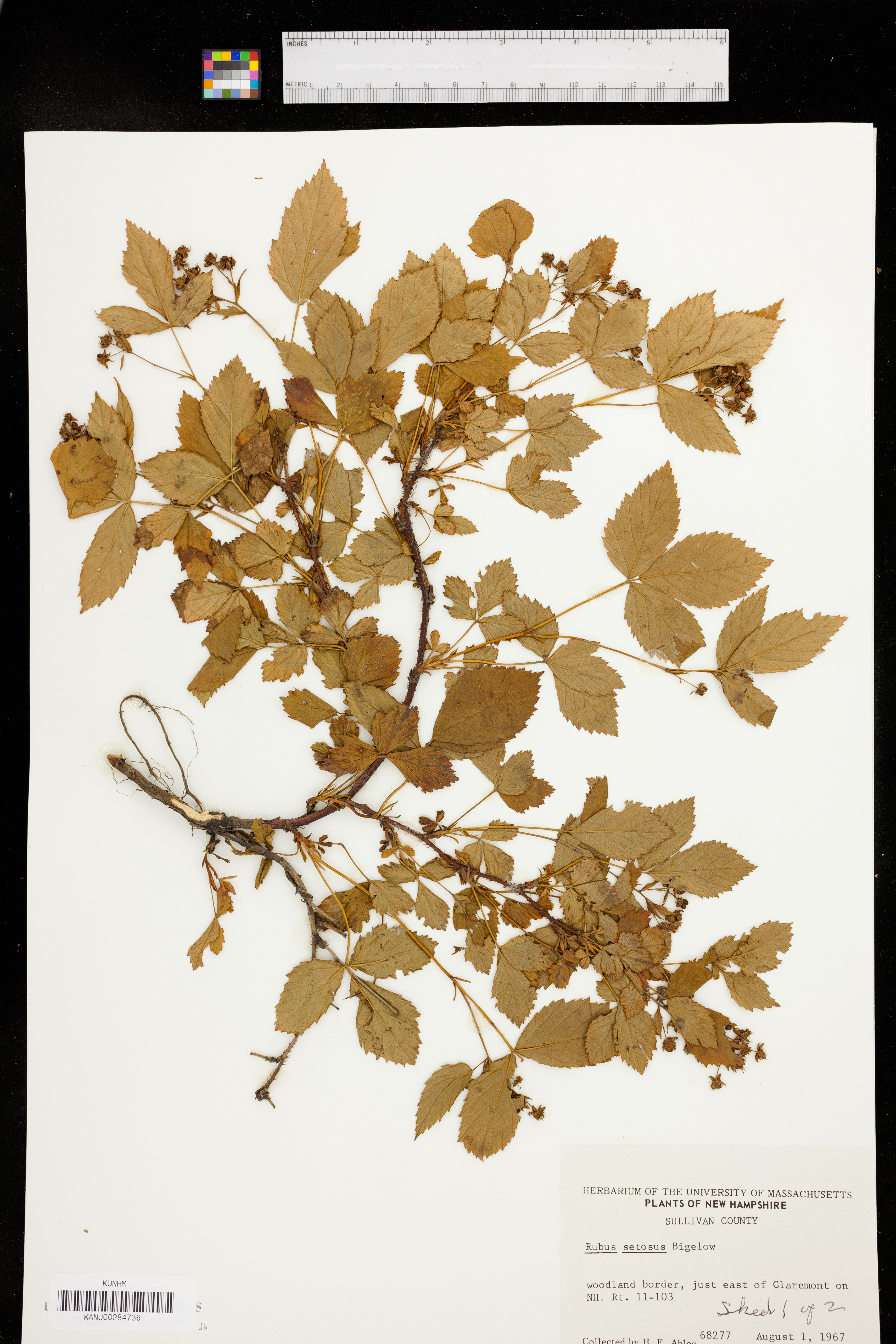 Rubus setosus image