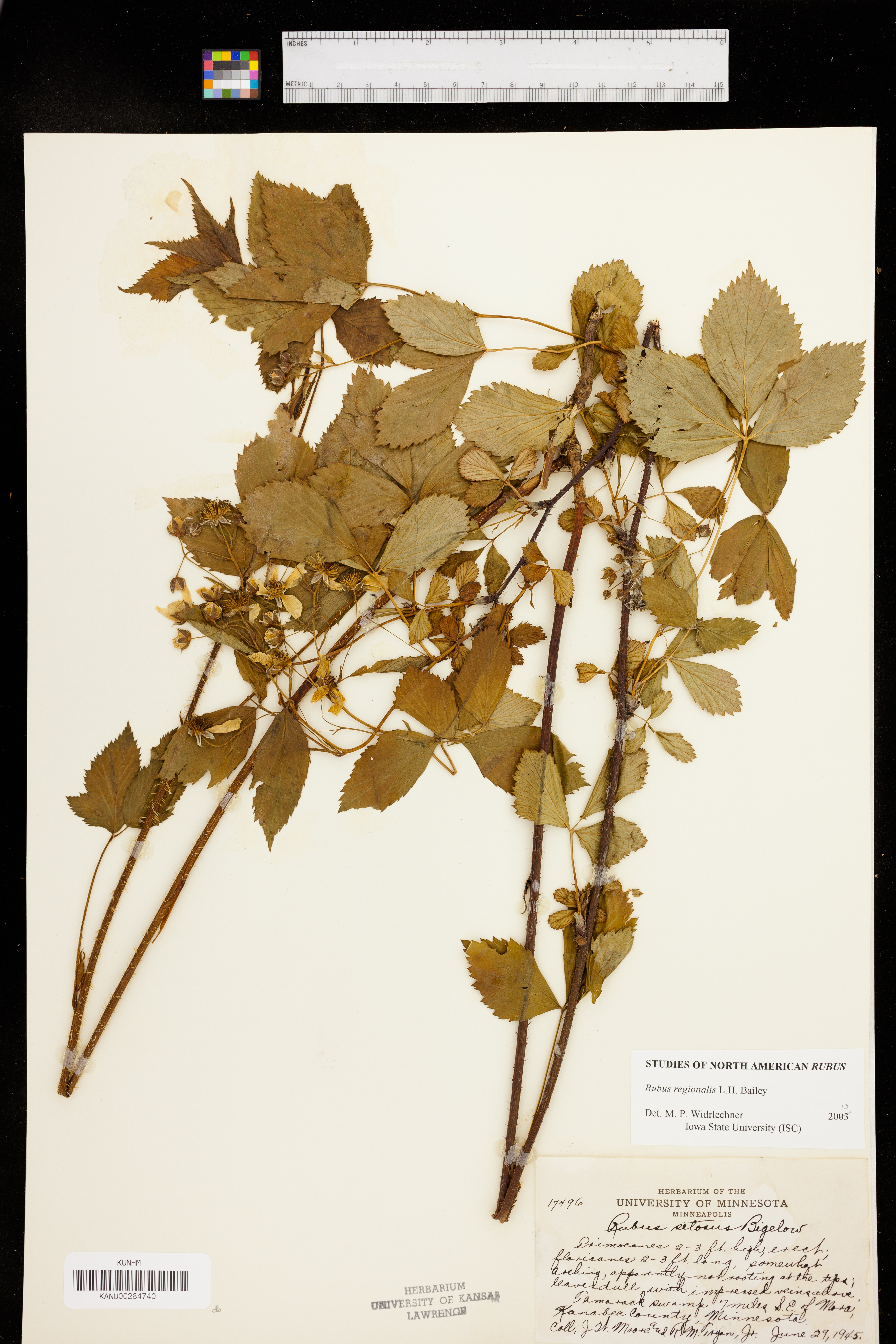 Rubus regionalis image