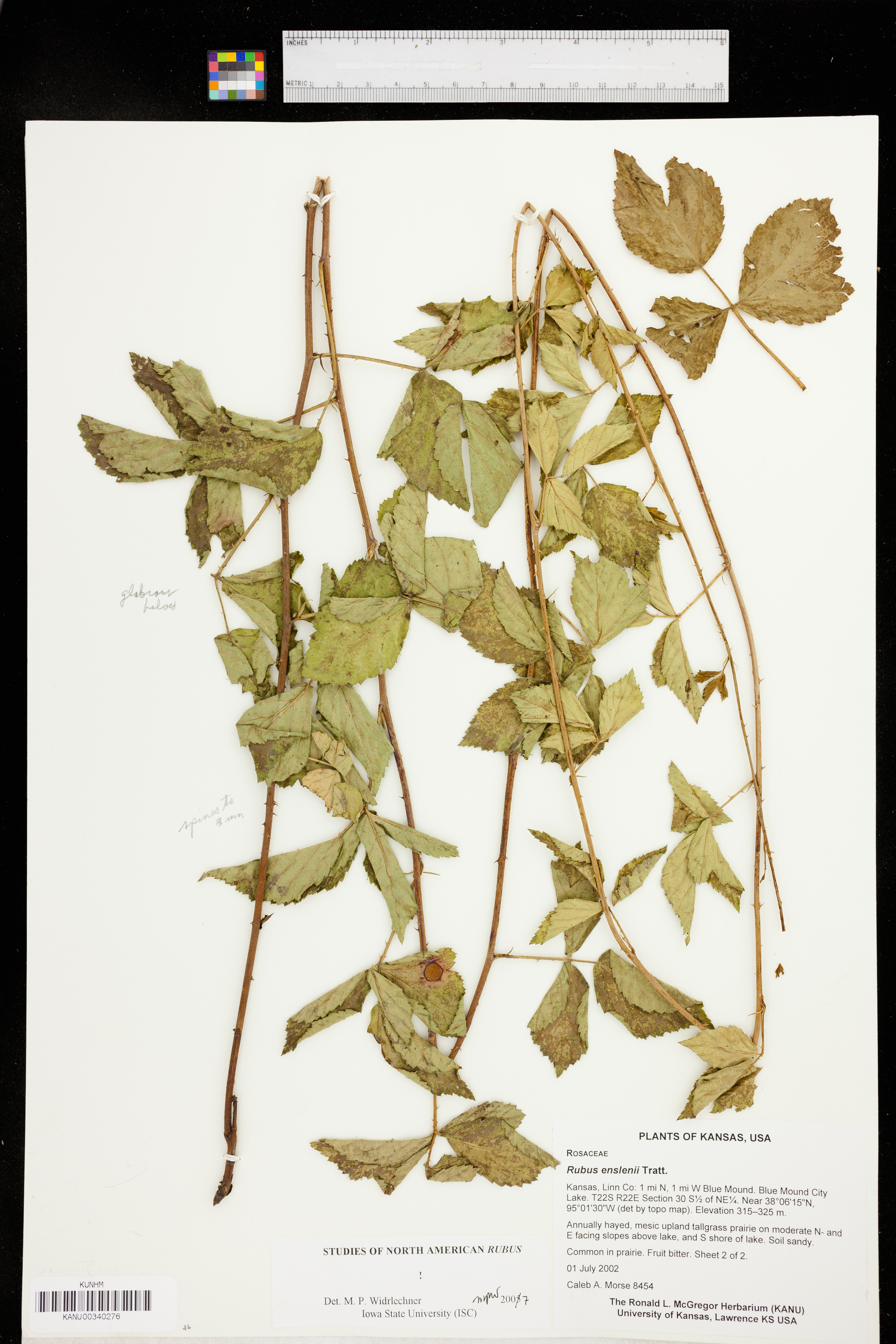 Rubus enslenii image