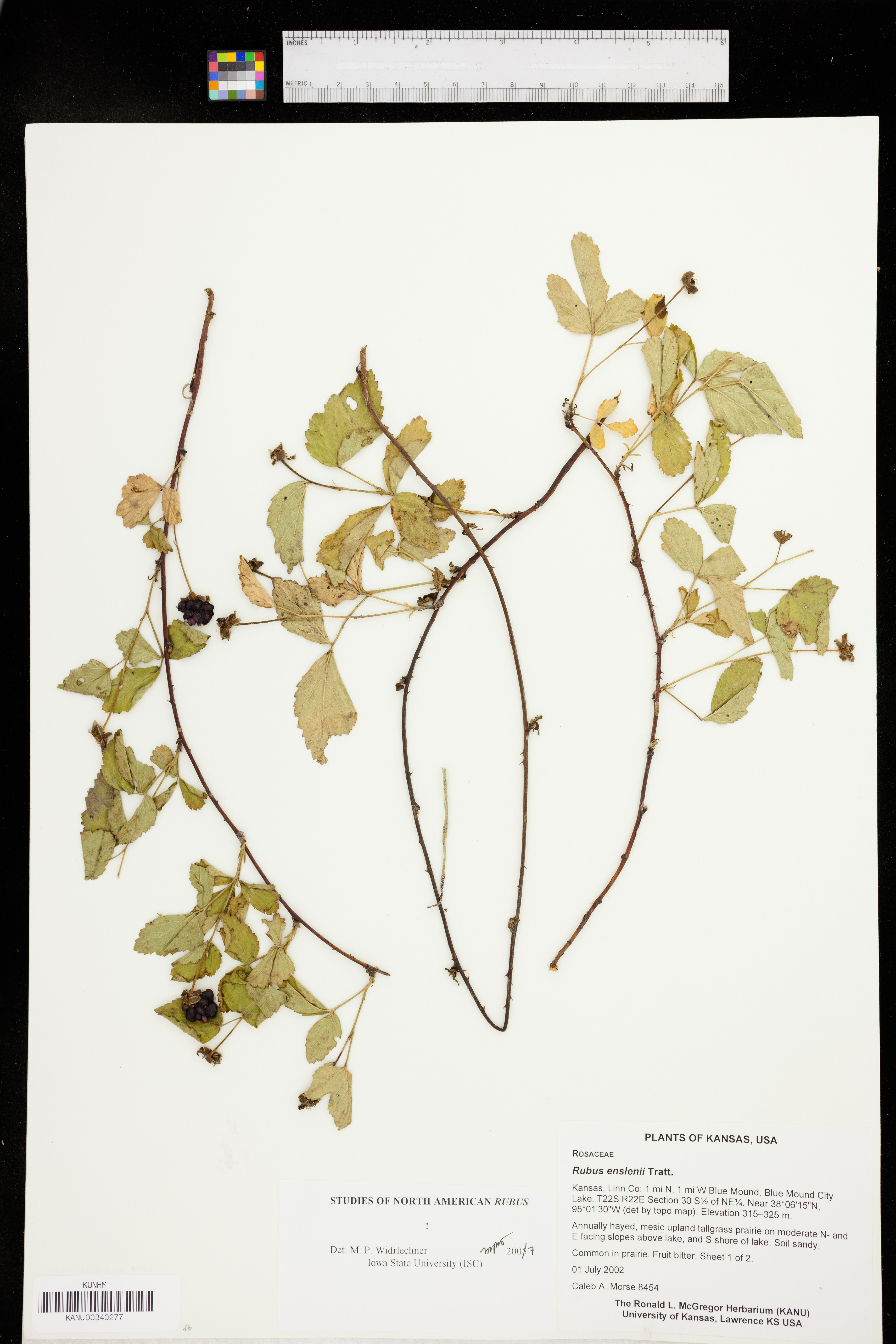 Rubus enslenii image